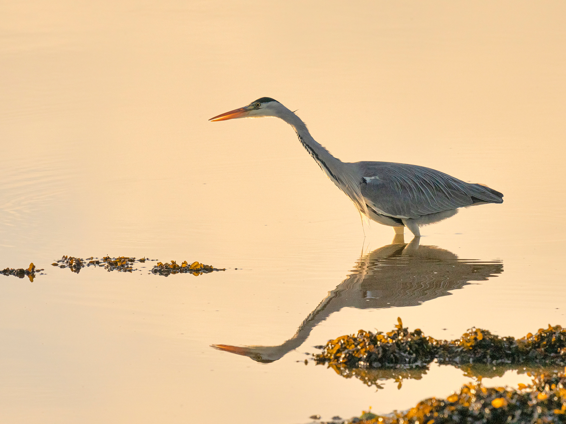 Grey heron