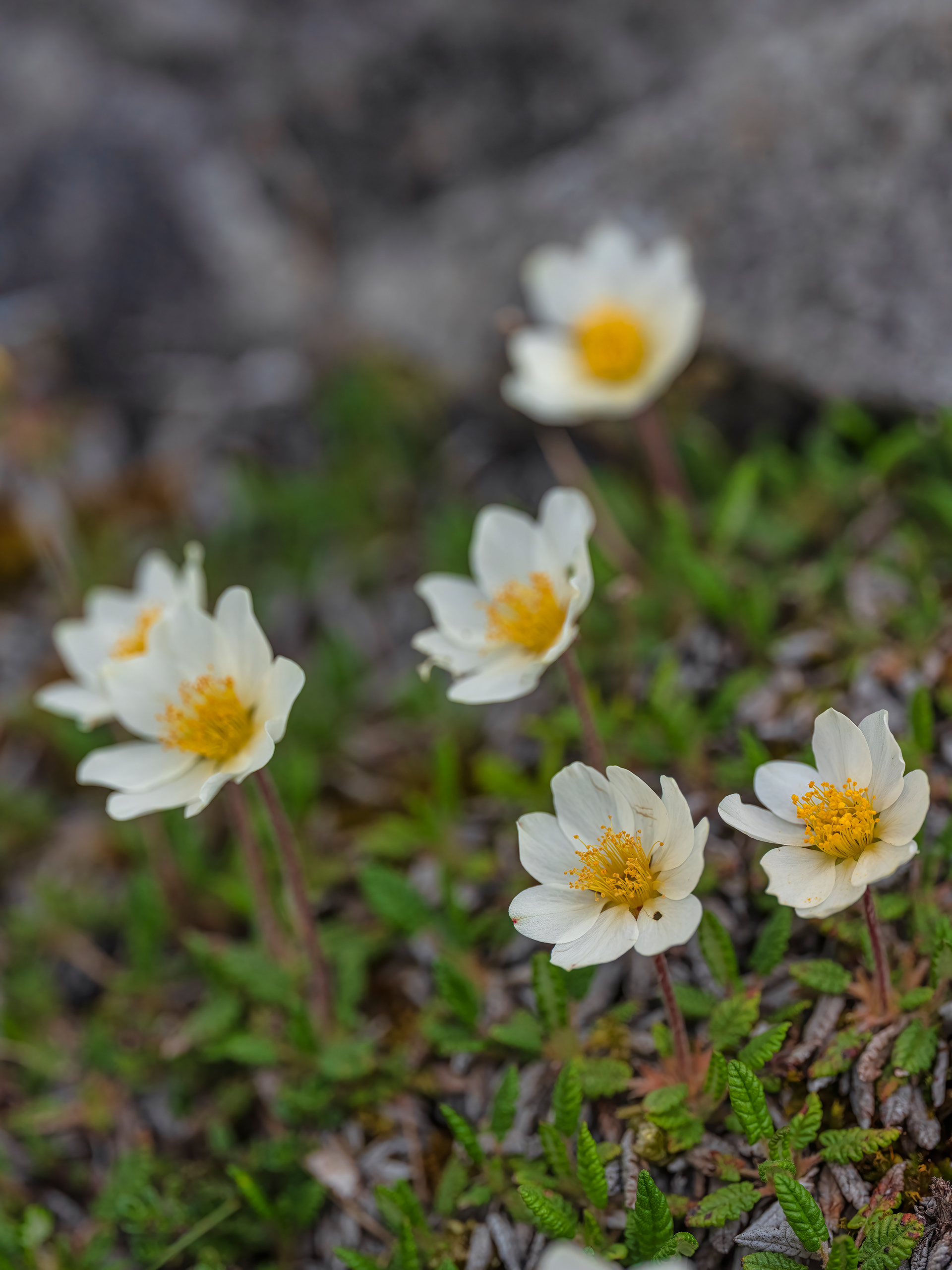 Mountain avens