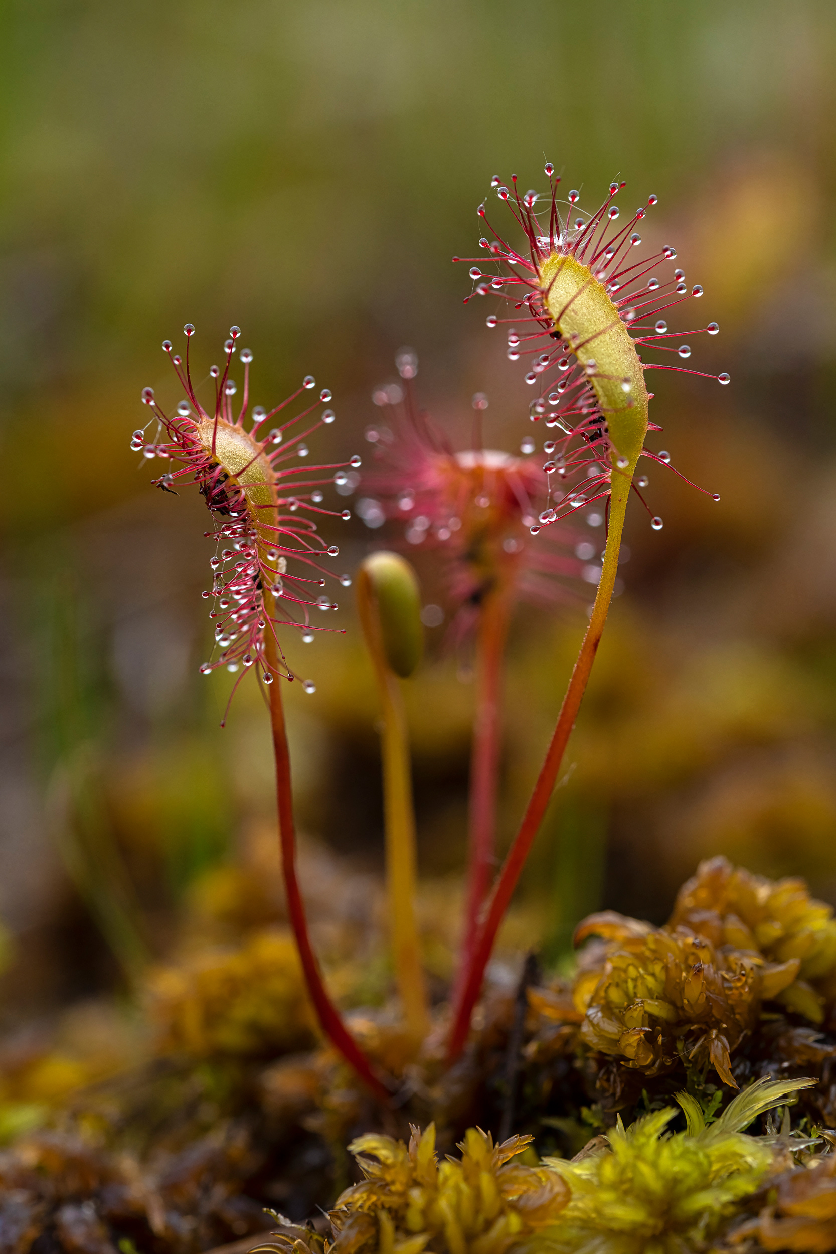 Oblong leaved sundew
