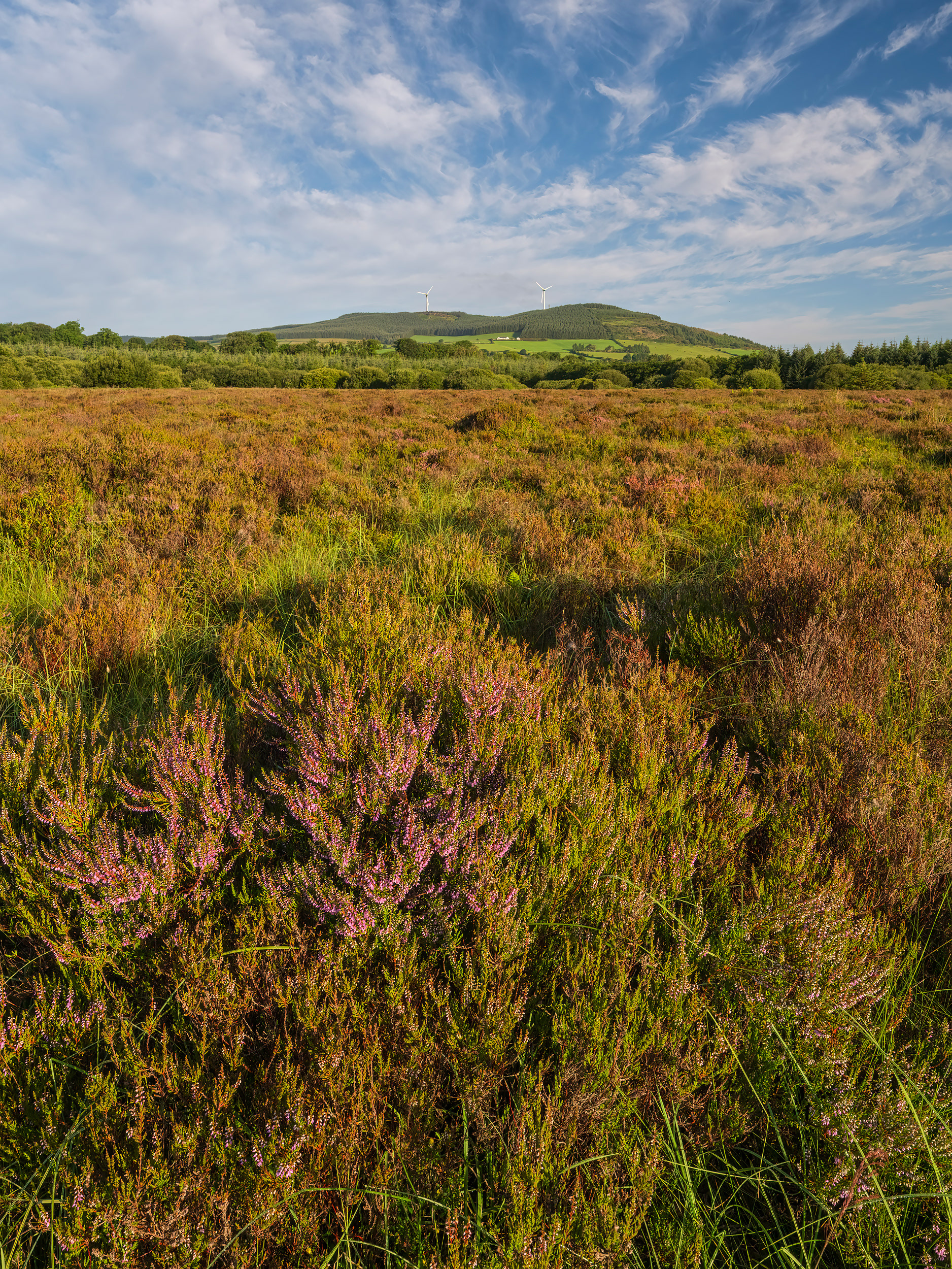 Griston Bog, County Limerick