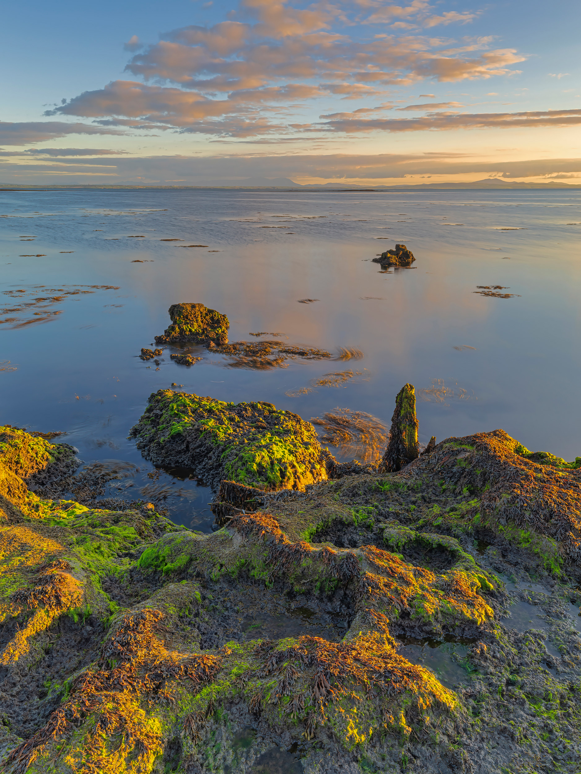The Drowned Forest III