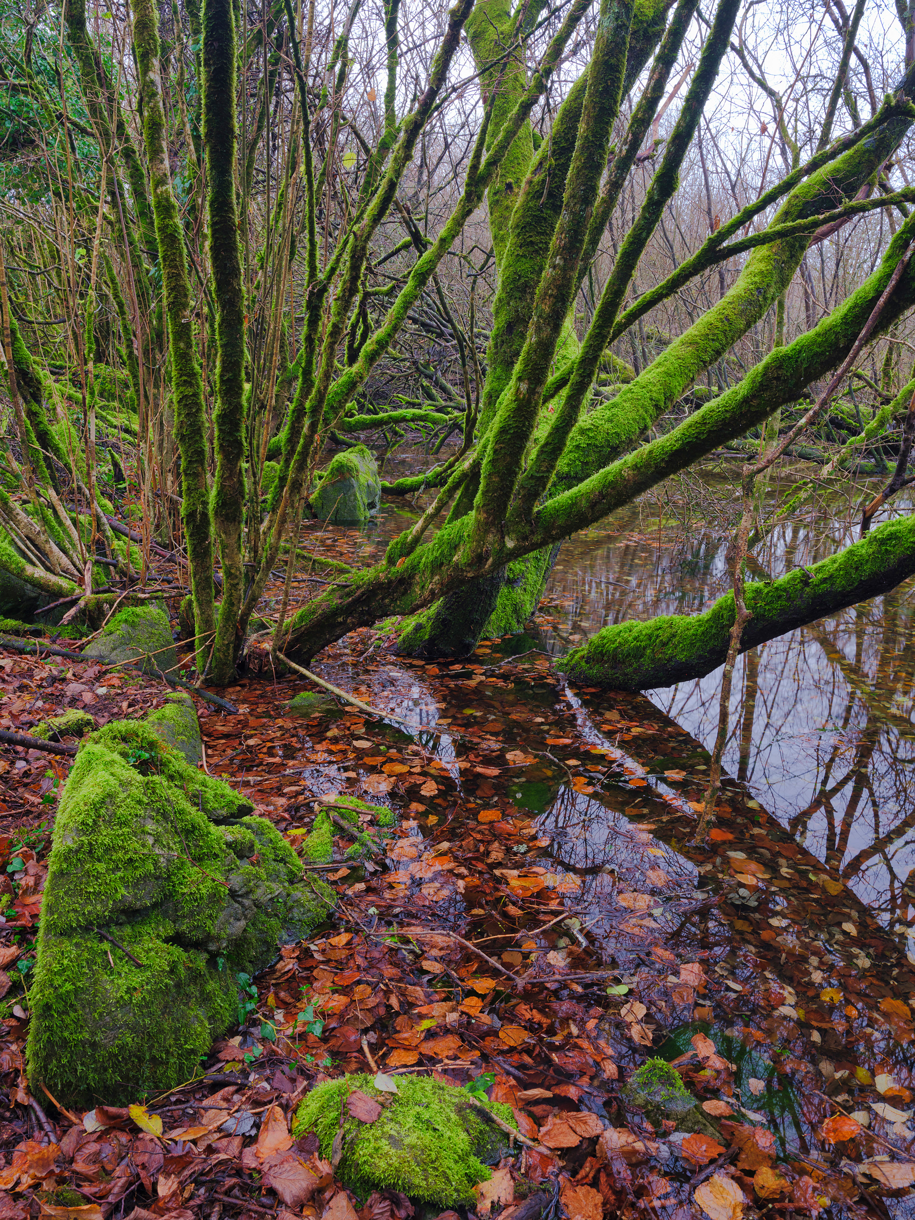 Flooded hazel forest