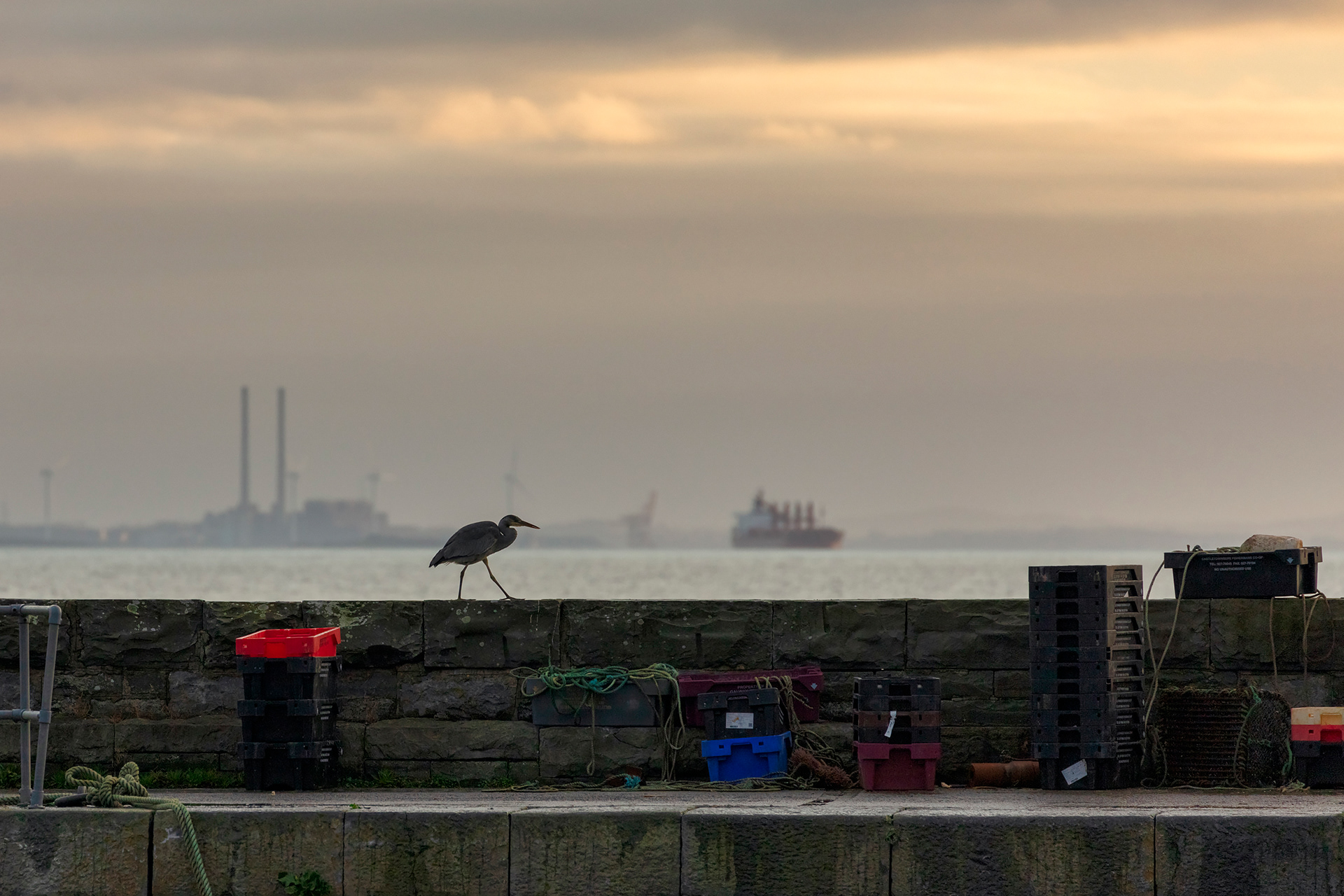Grey heron
