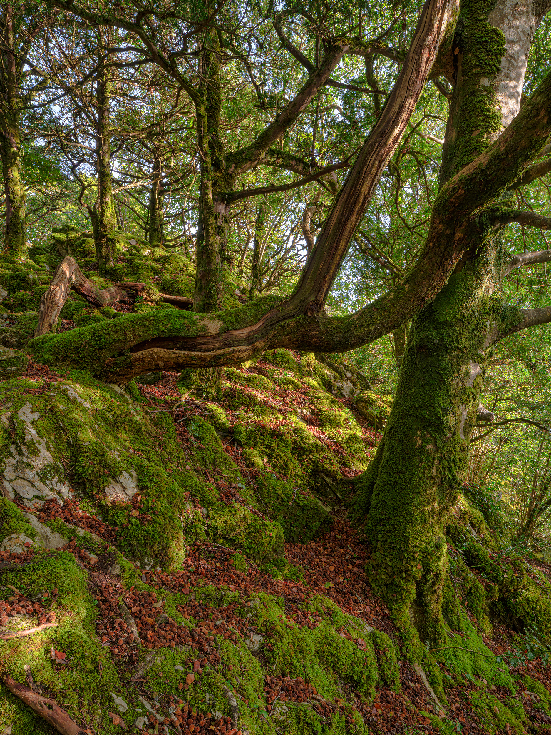 Reenadinna Wood, Killarney National Park