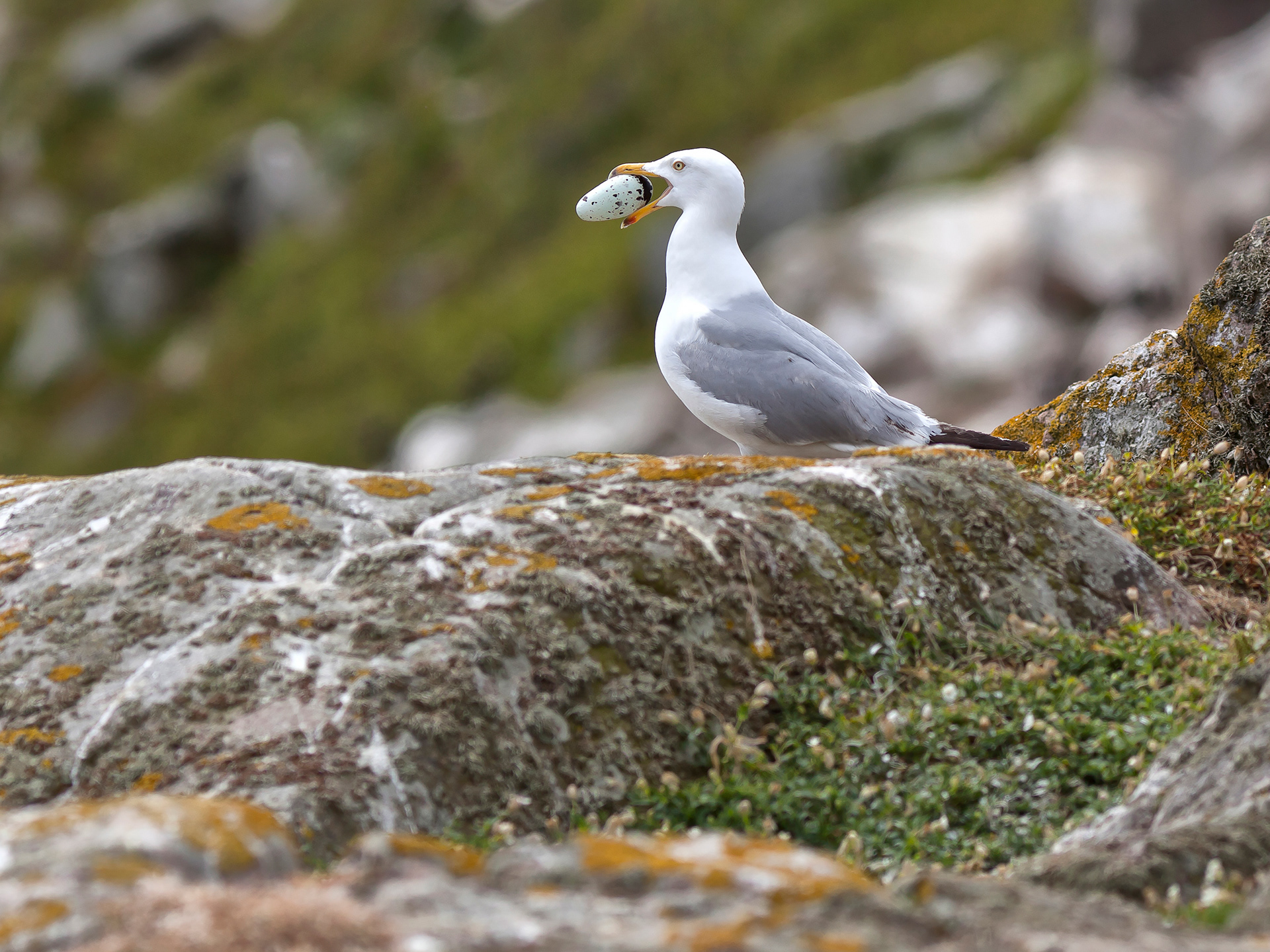 Herring gull