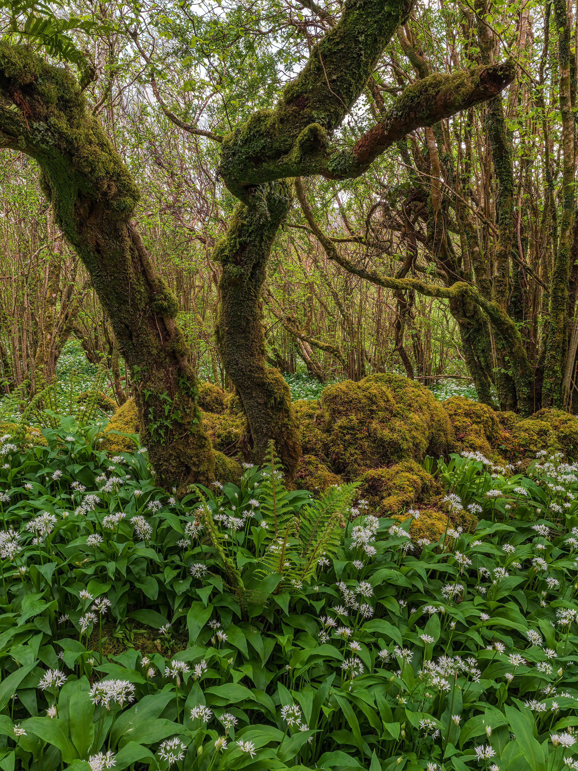 Wild garlic