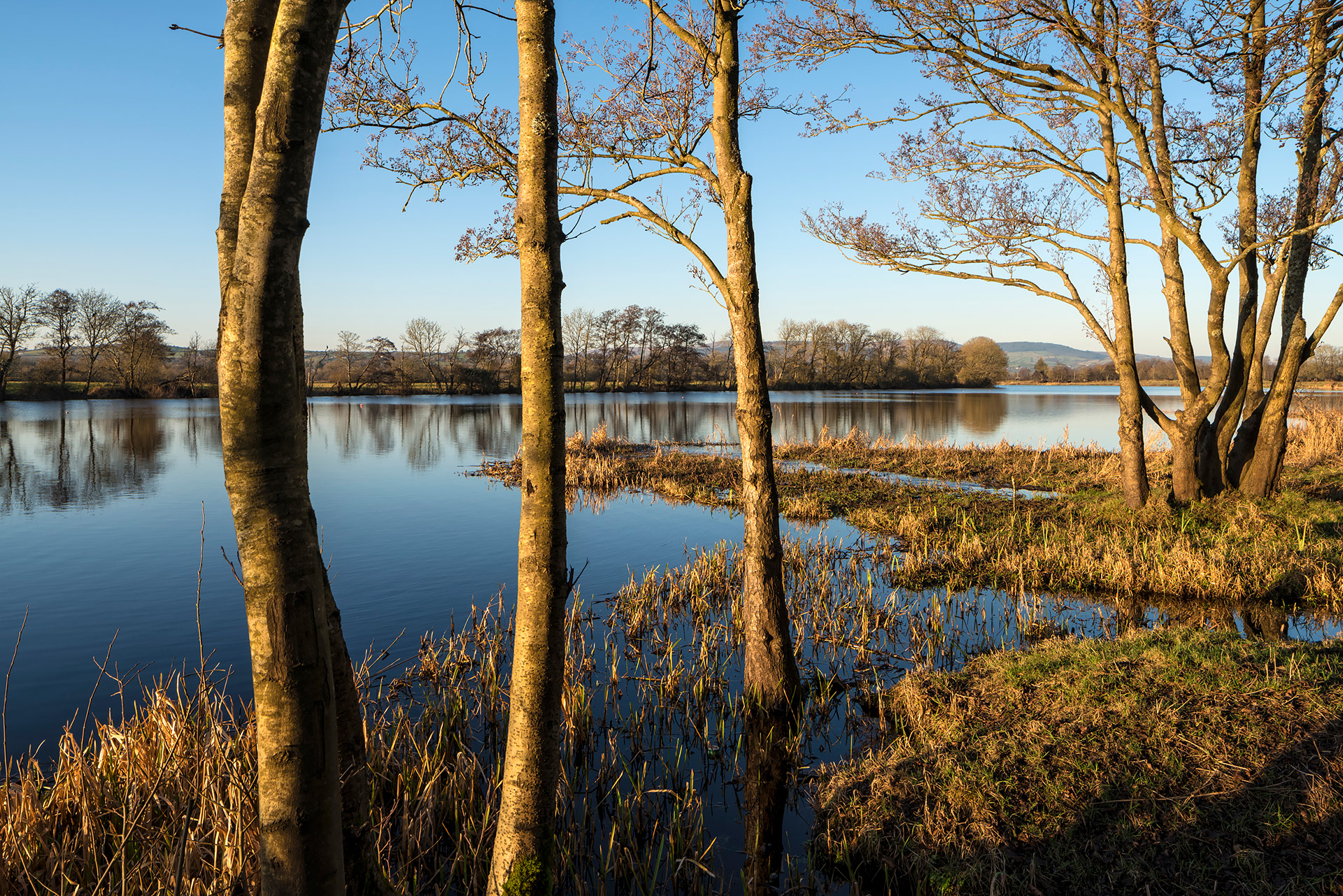 The Shannon, County Limerick
