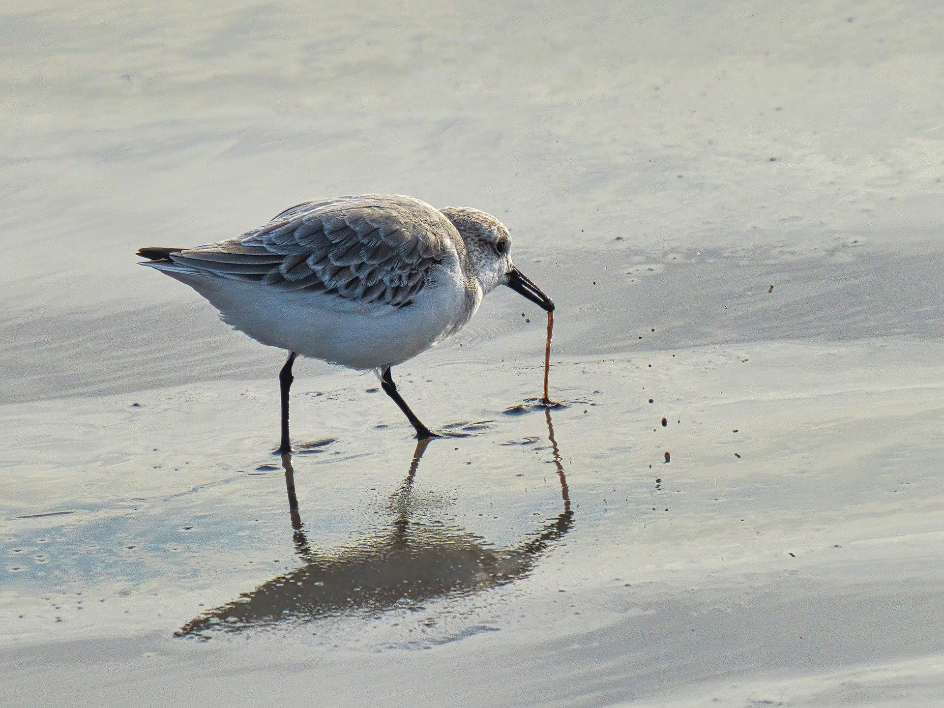 Sanderling