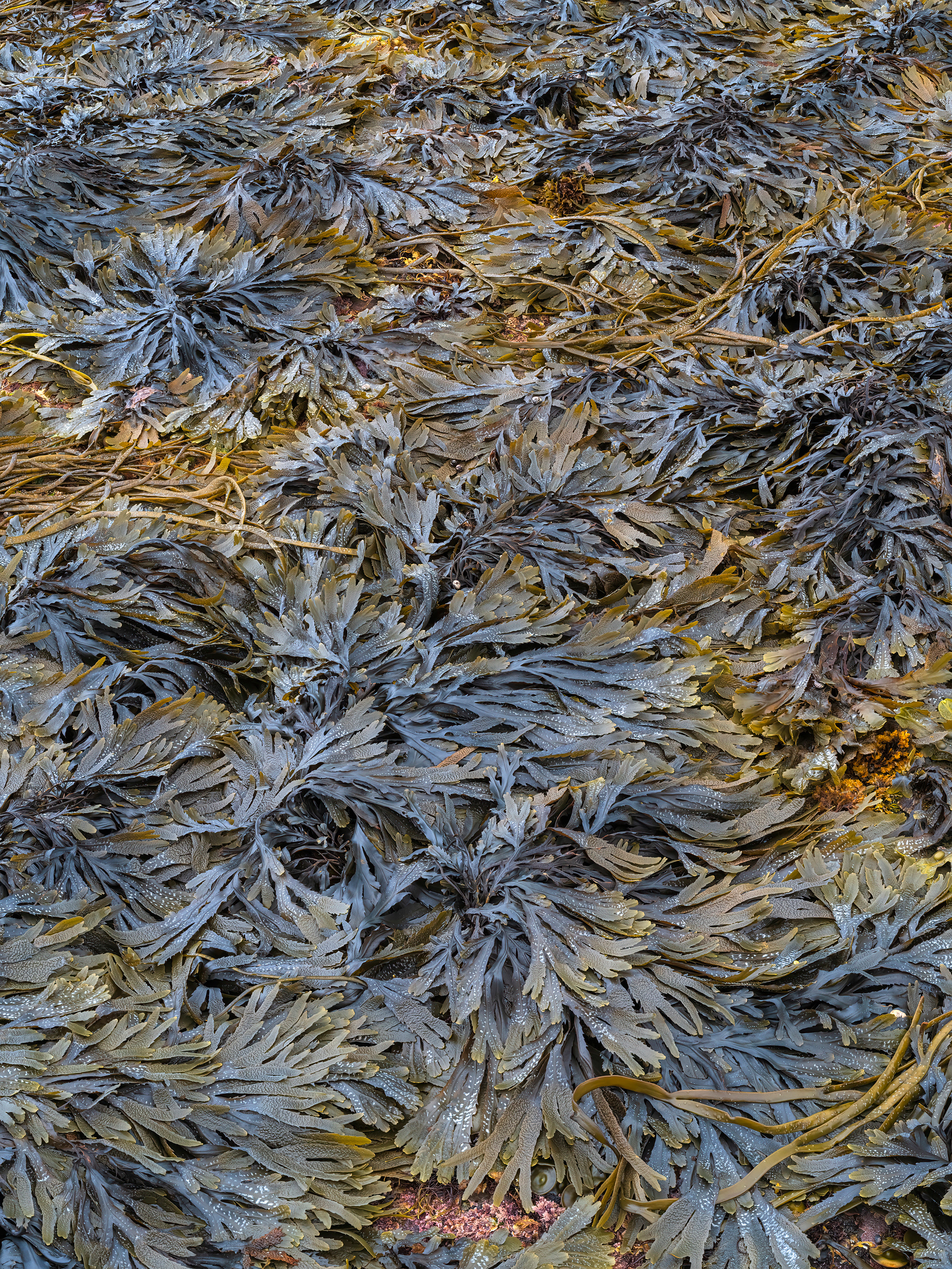 Seaweed, Ross Bay