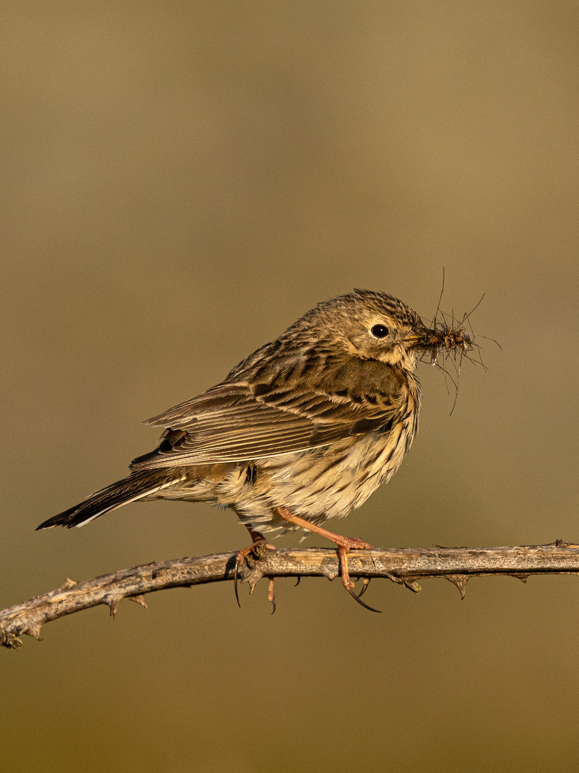 Meadow pipit