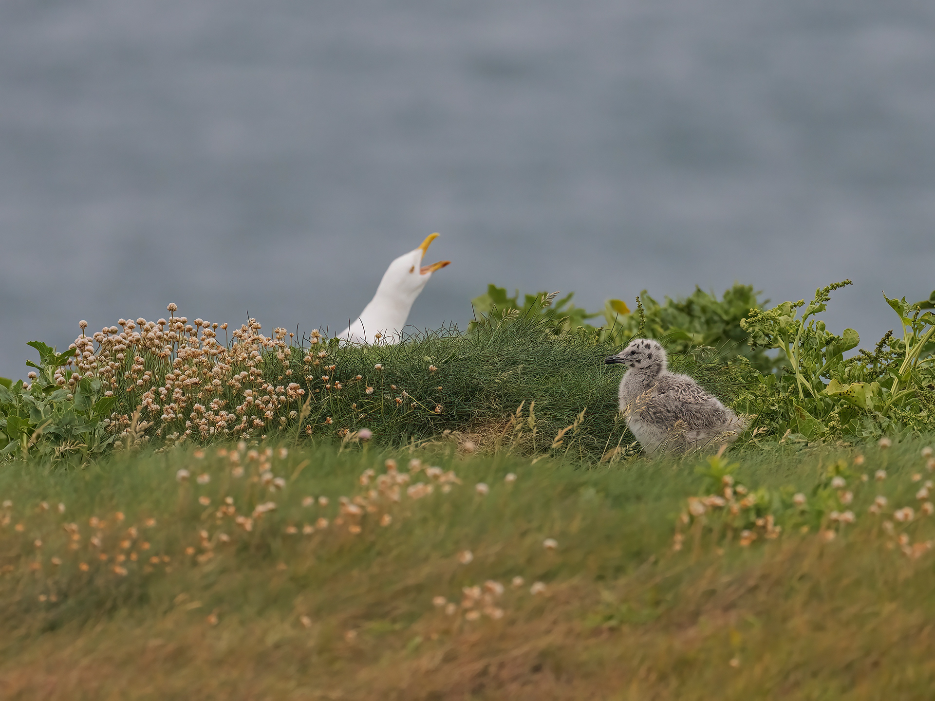 Herring gull kindergarten I