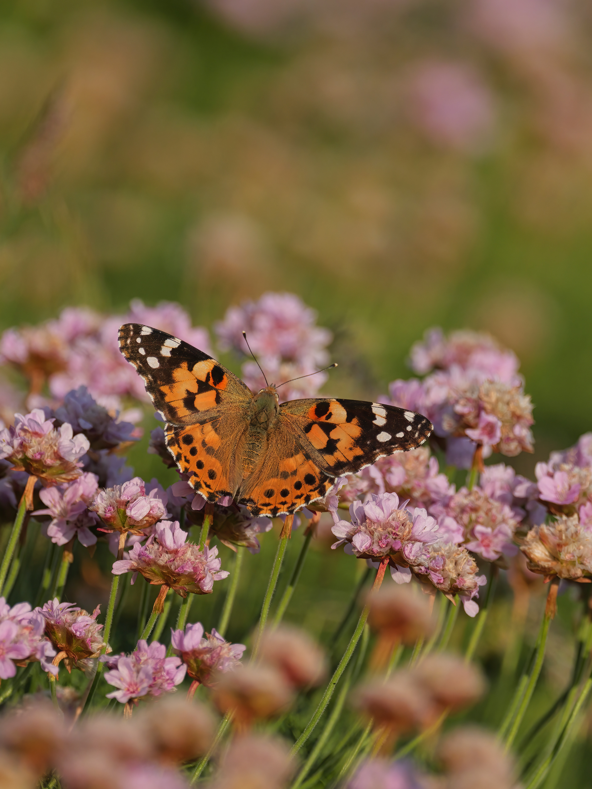 Painted lady butterfly