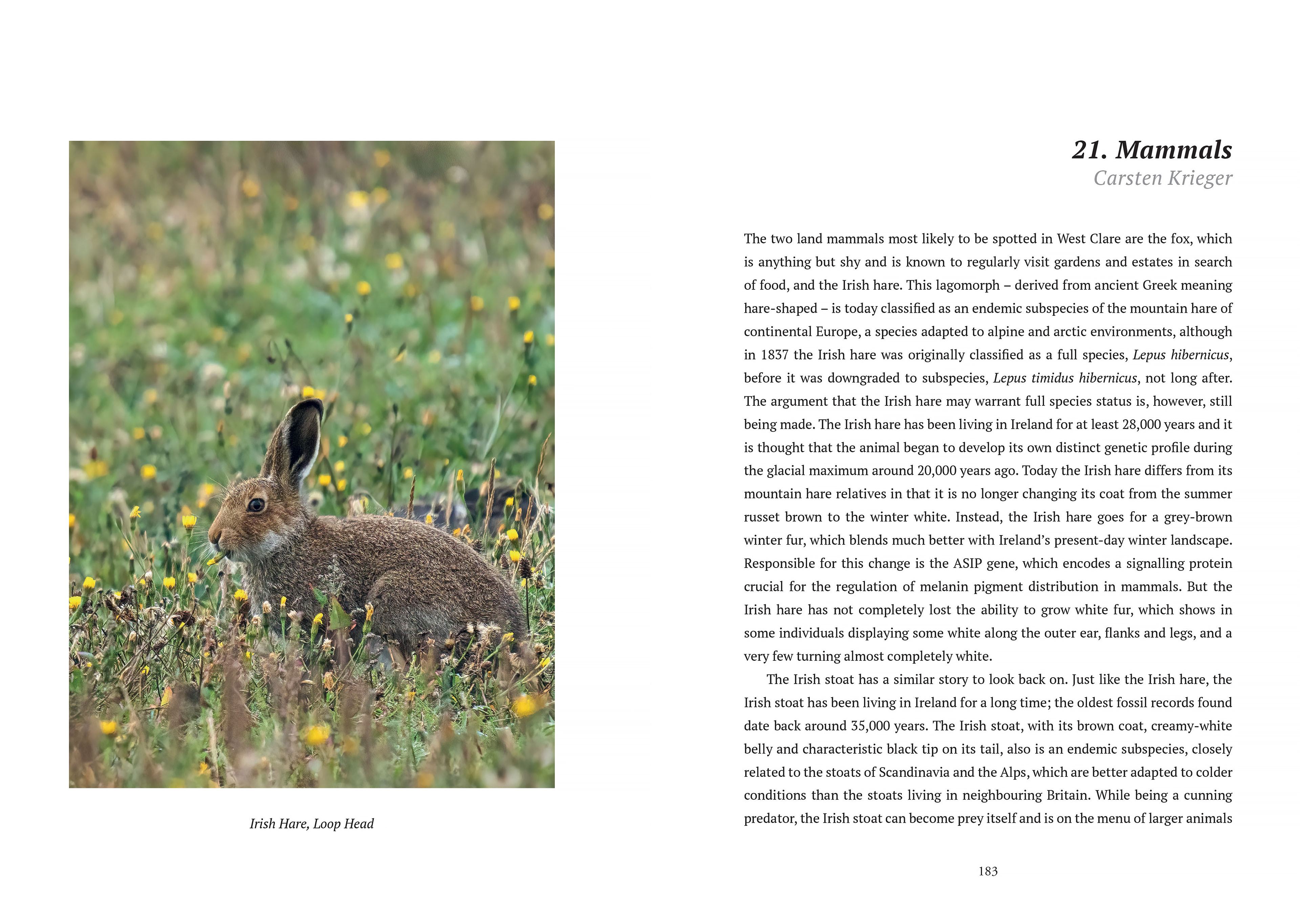 Wild West Clare spread