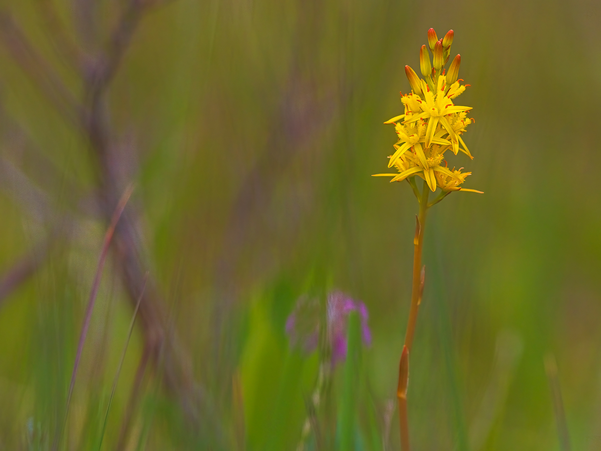 Bog Asphodel