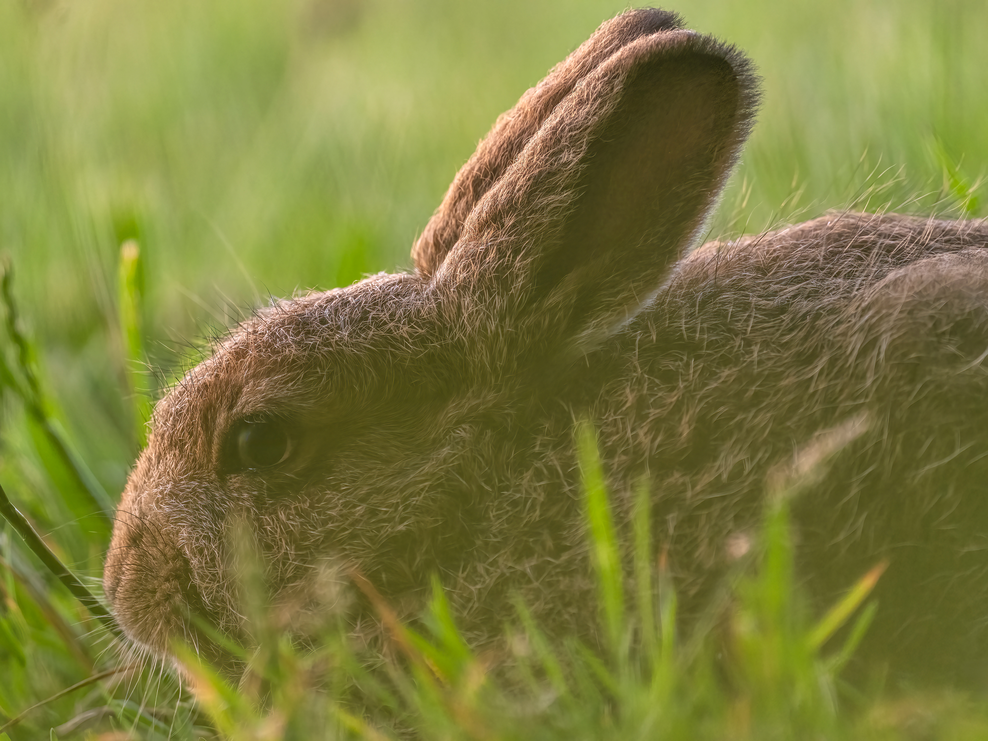 Leveret