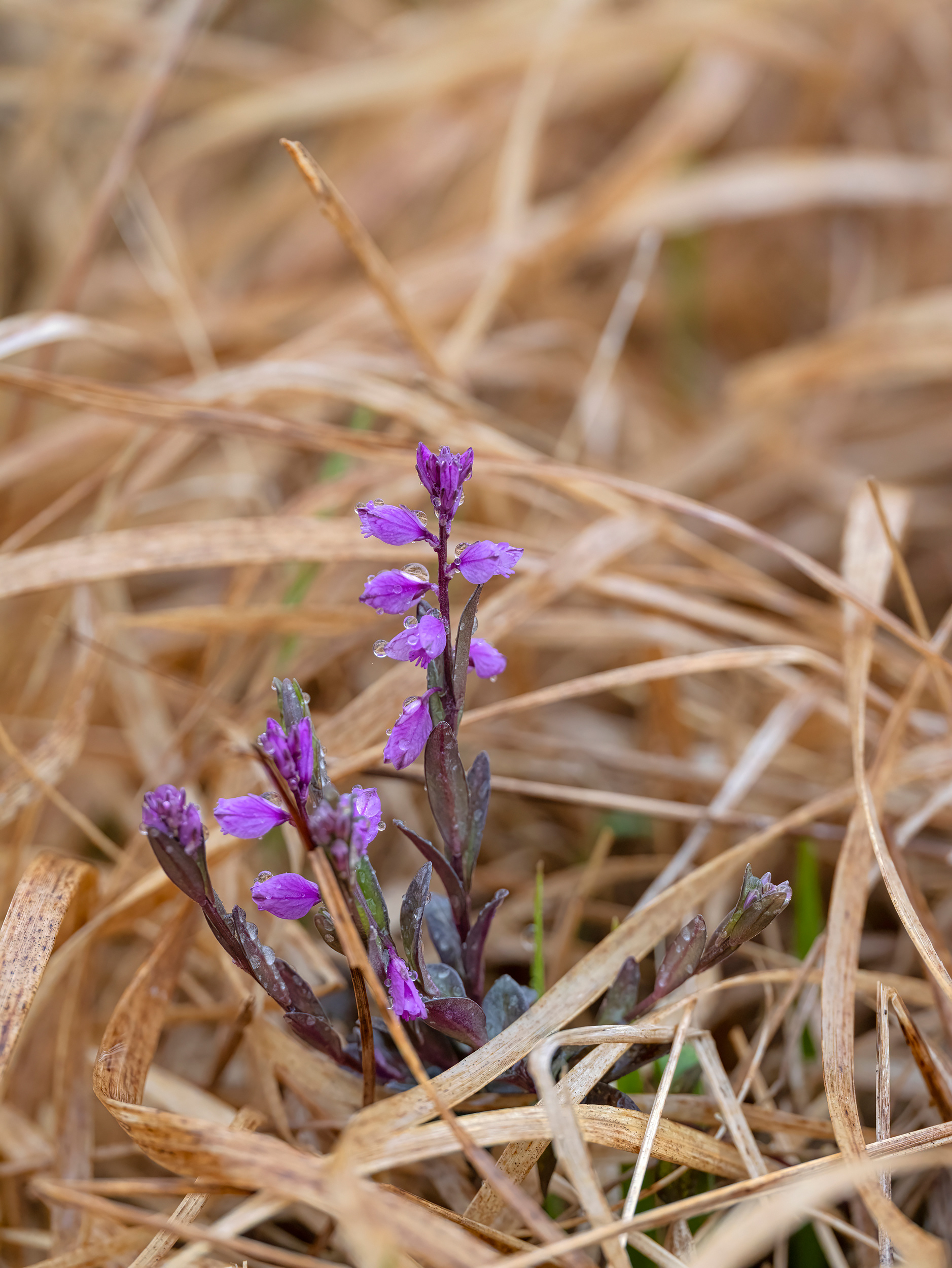 Heath milkwort