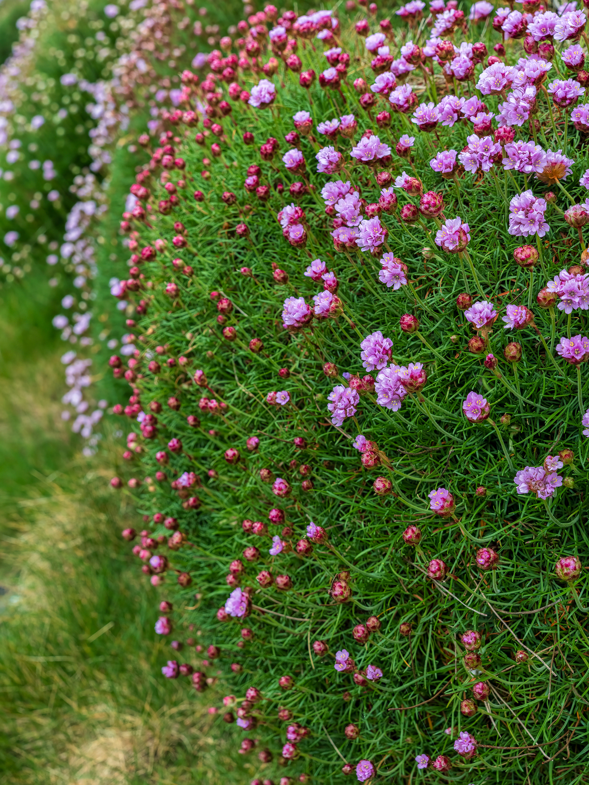 Sod hedge with thrift