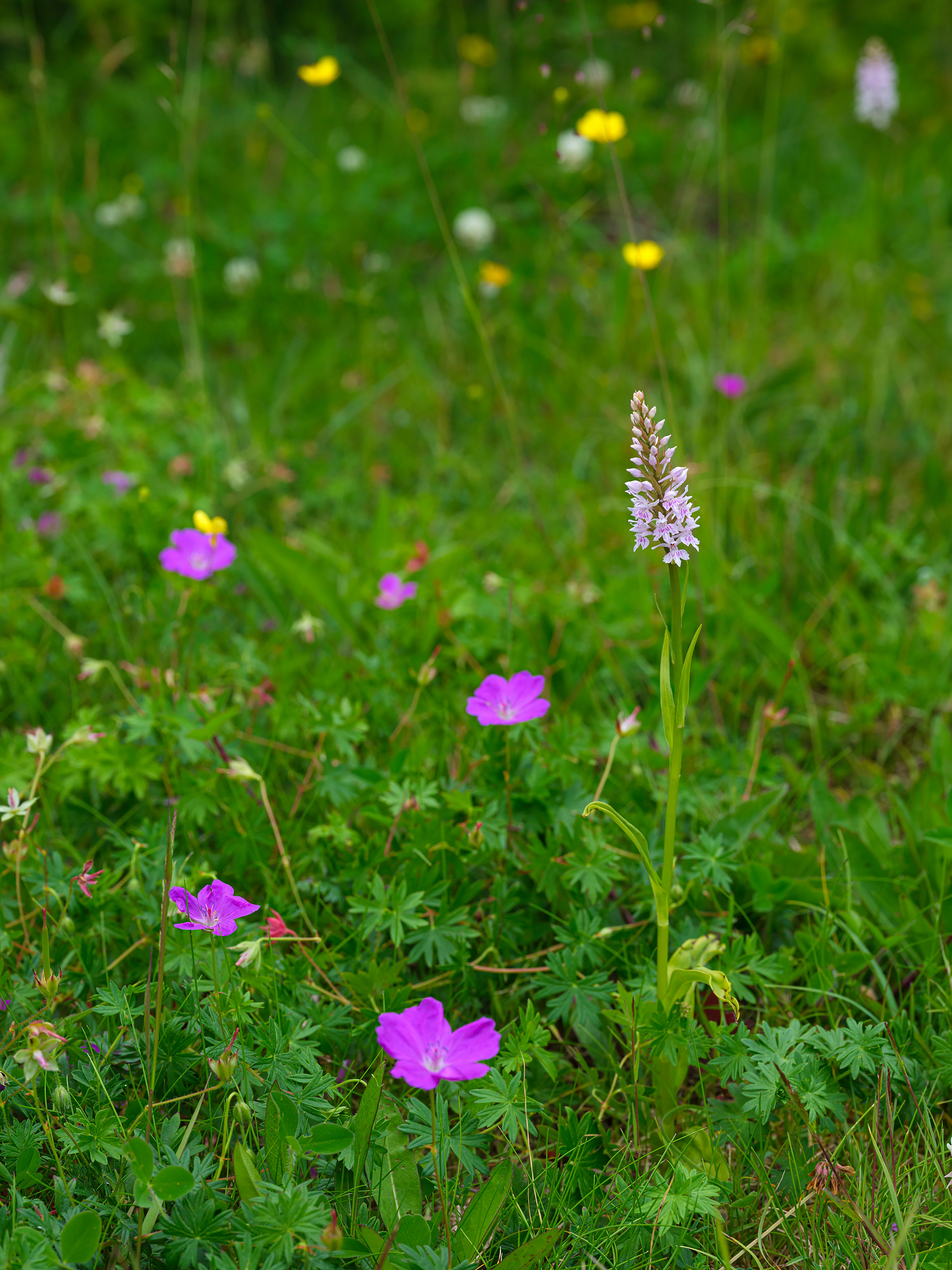 Burren meadow