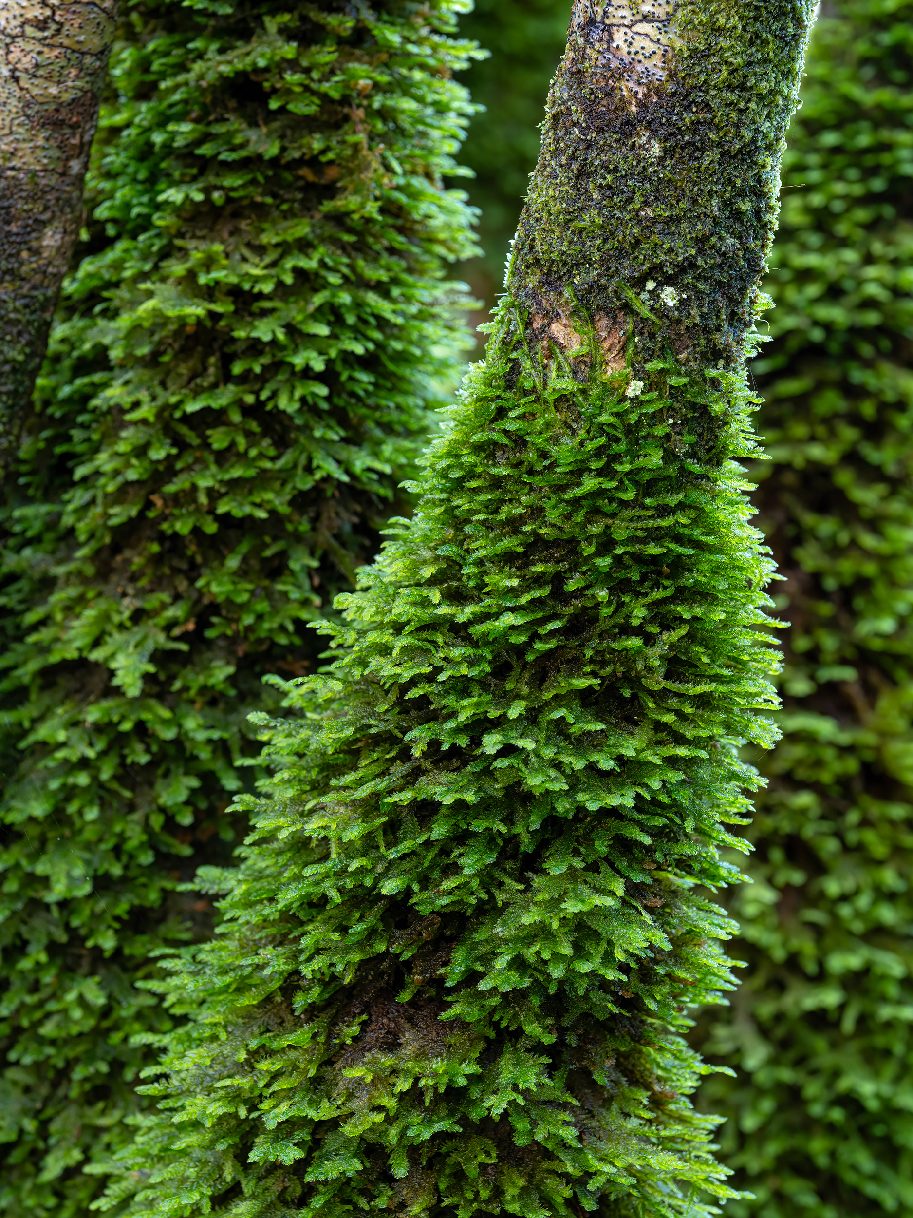 Moss on hazel