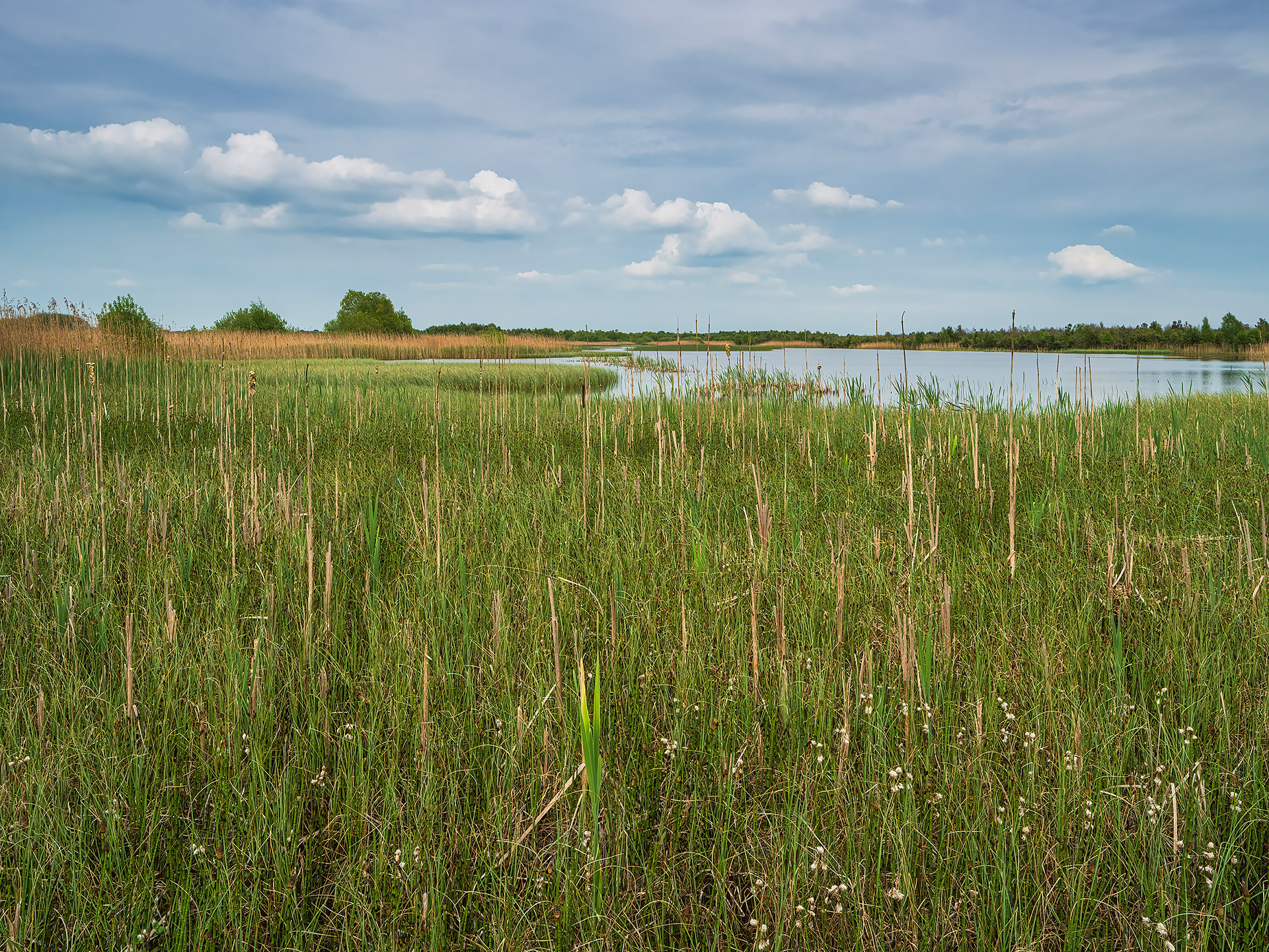 Turraun Wetlands, County Offaly
