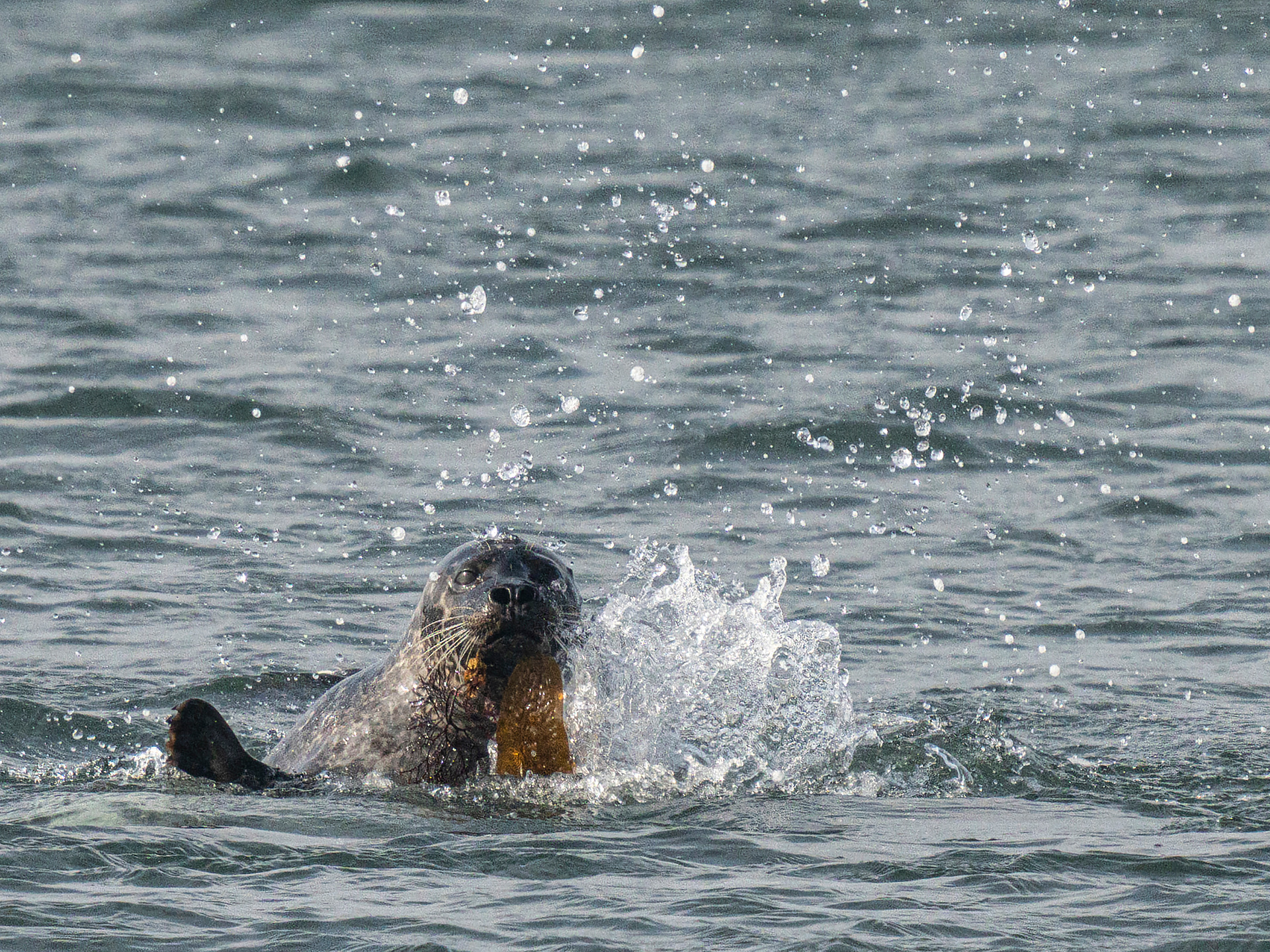 Grey seal