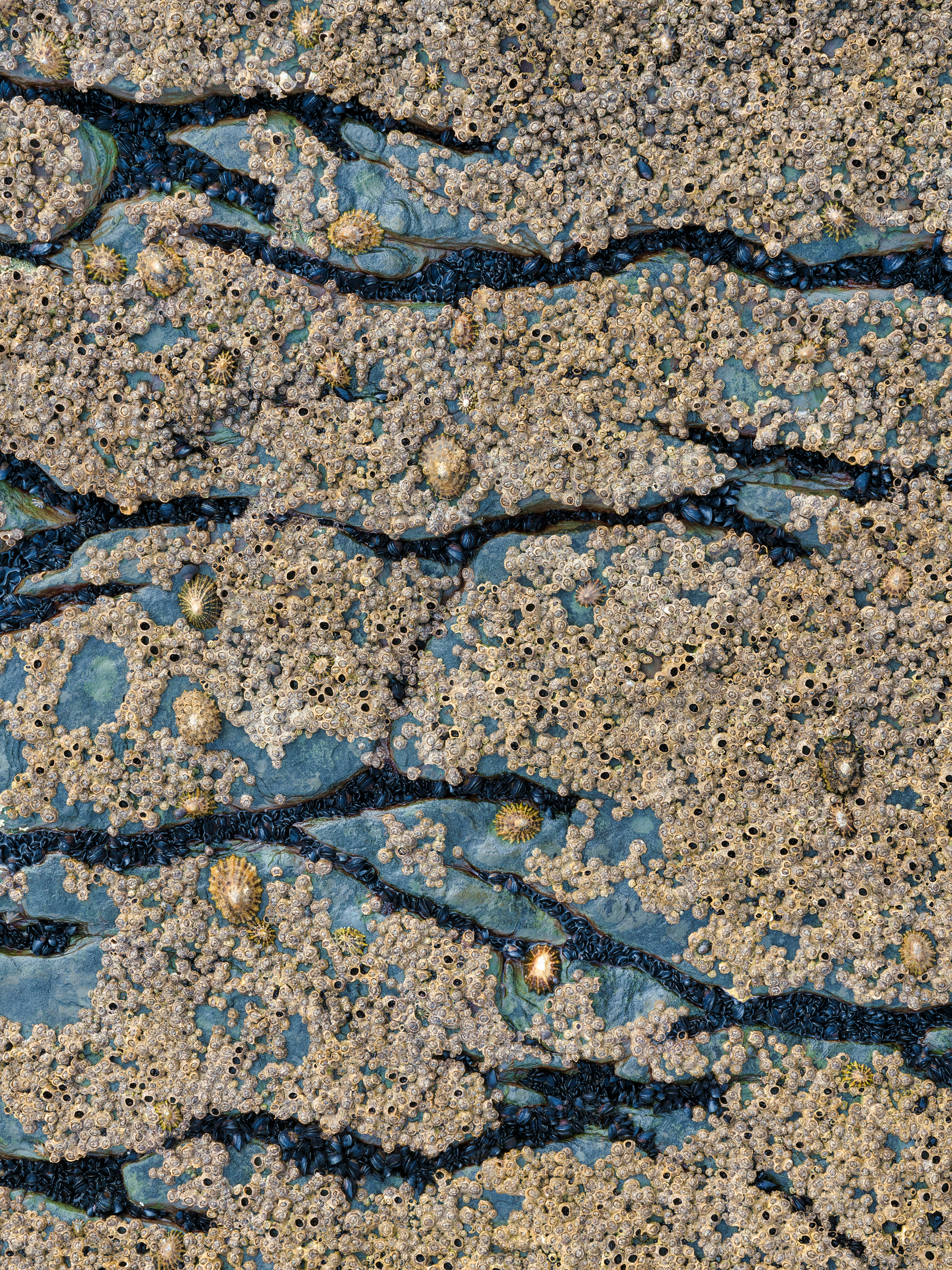 Limpets, mussels, barnacles