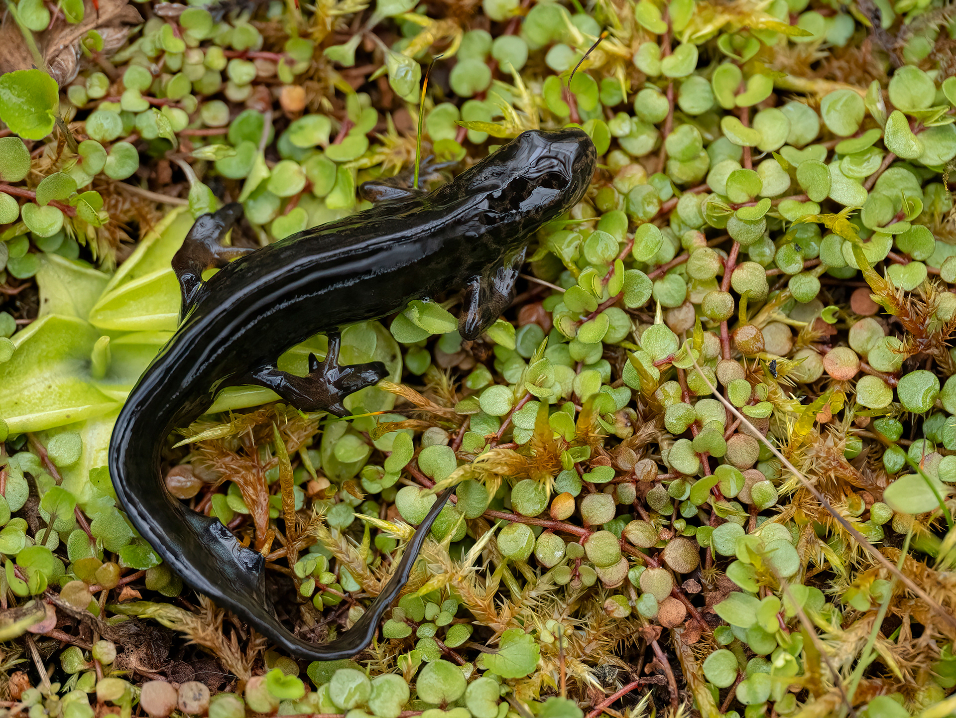 Smooth newt
