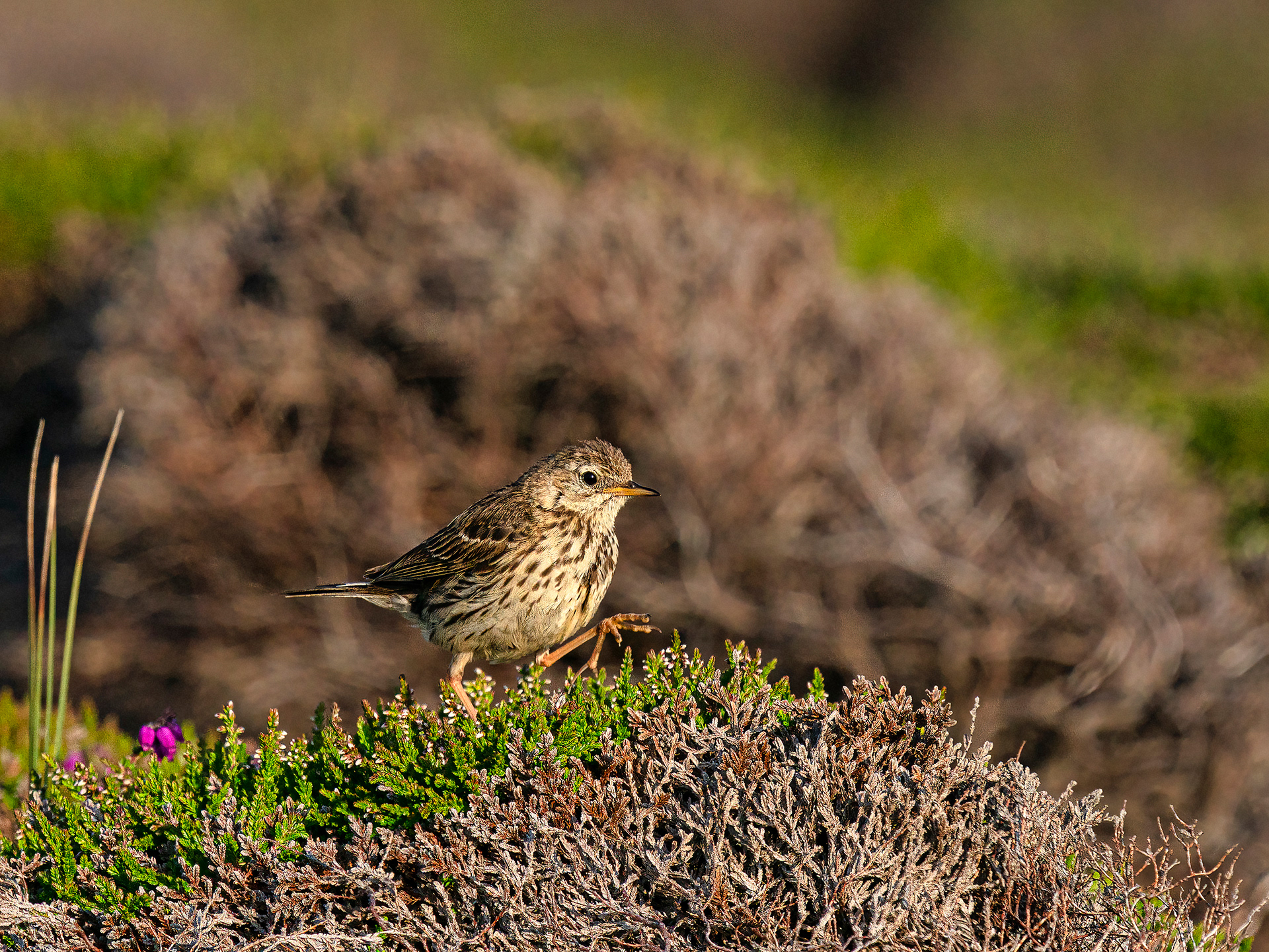 Meadow pipit