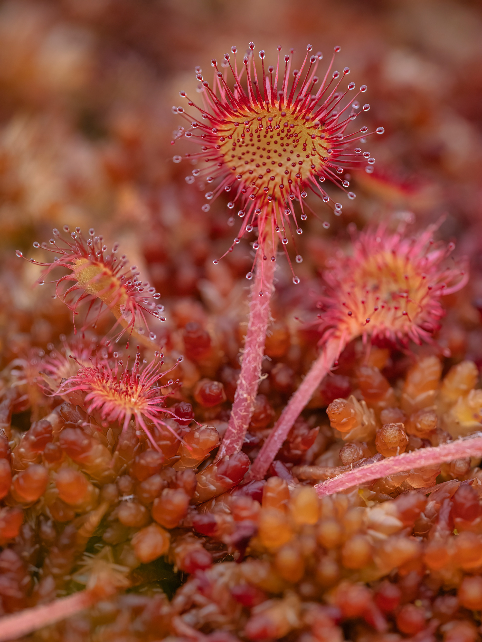 Round leaved sundew
