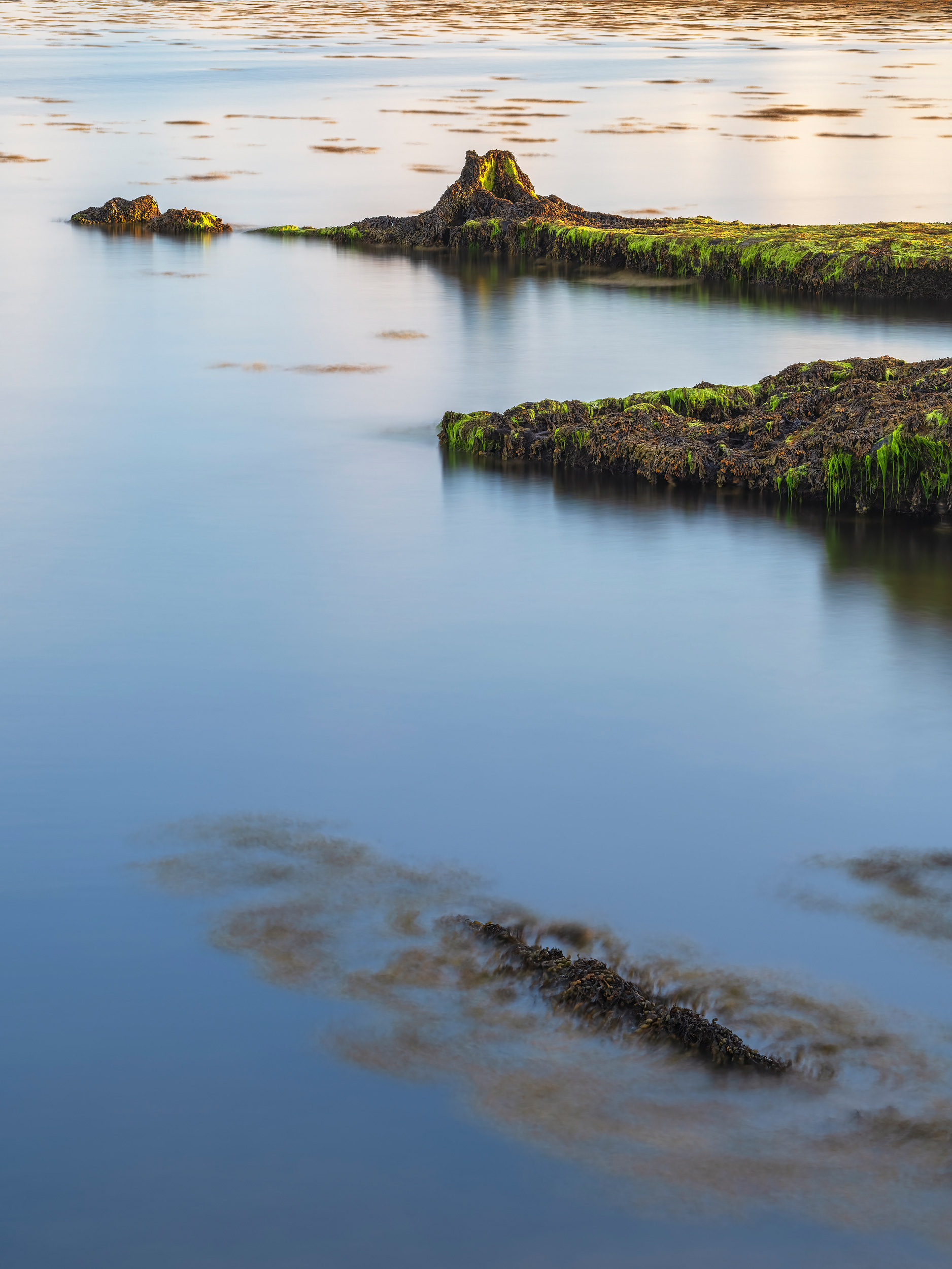 The Drowned Forest II