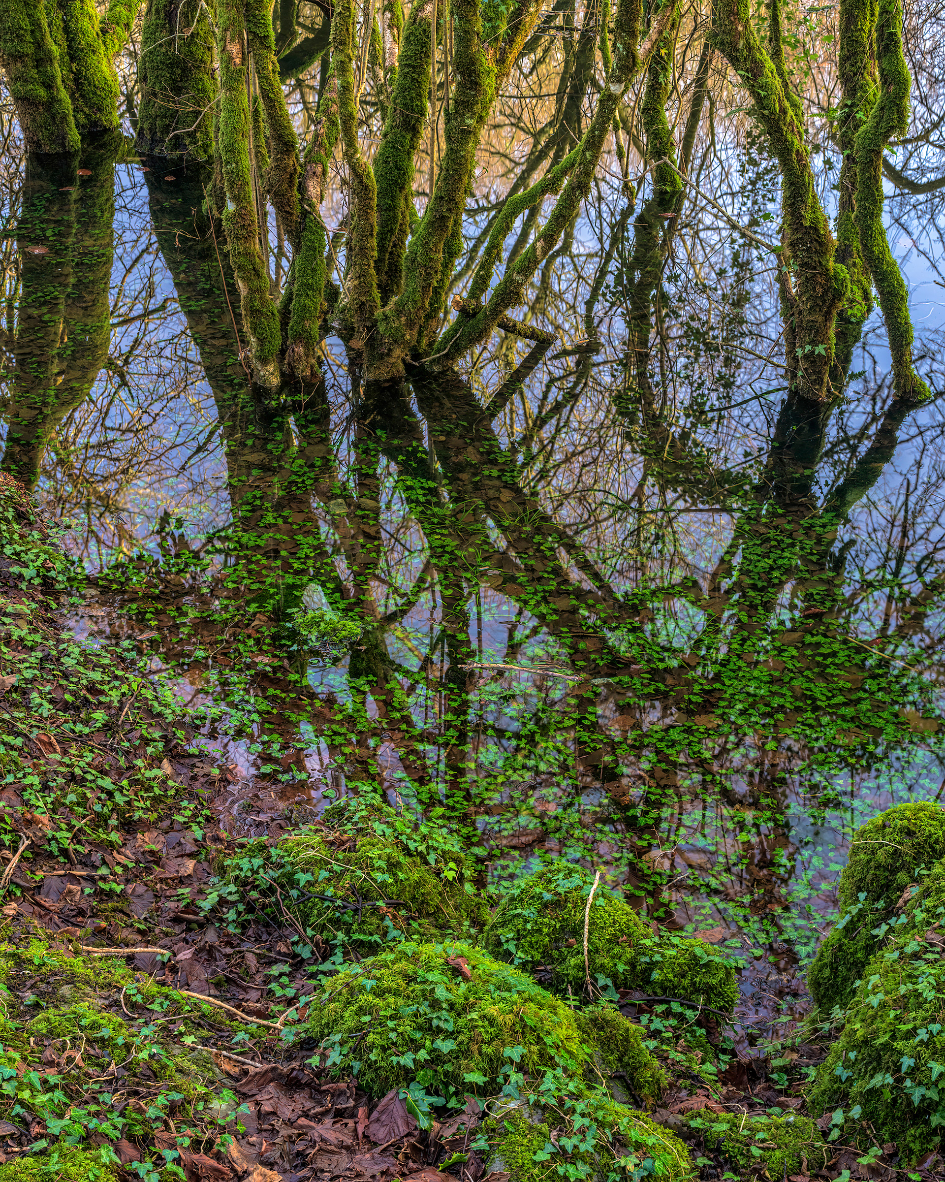 Flooded hazel forest