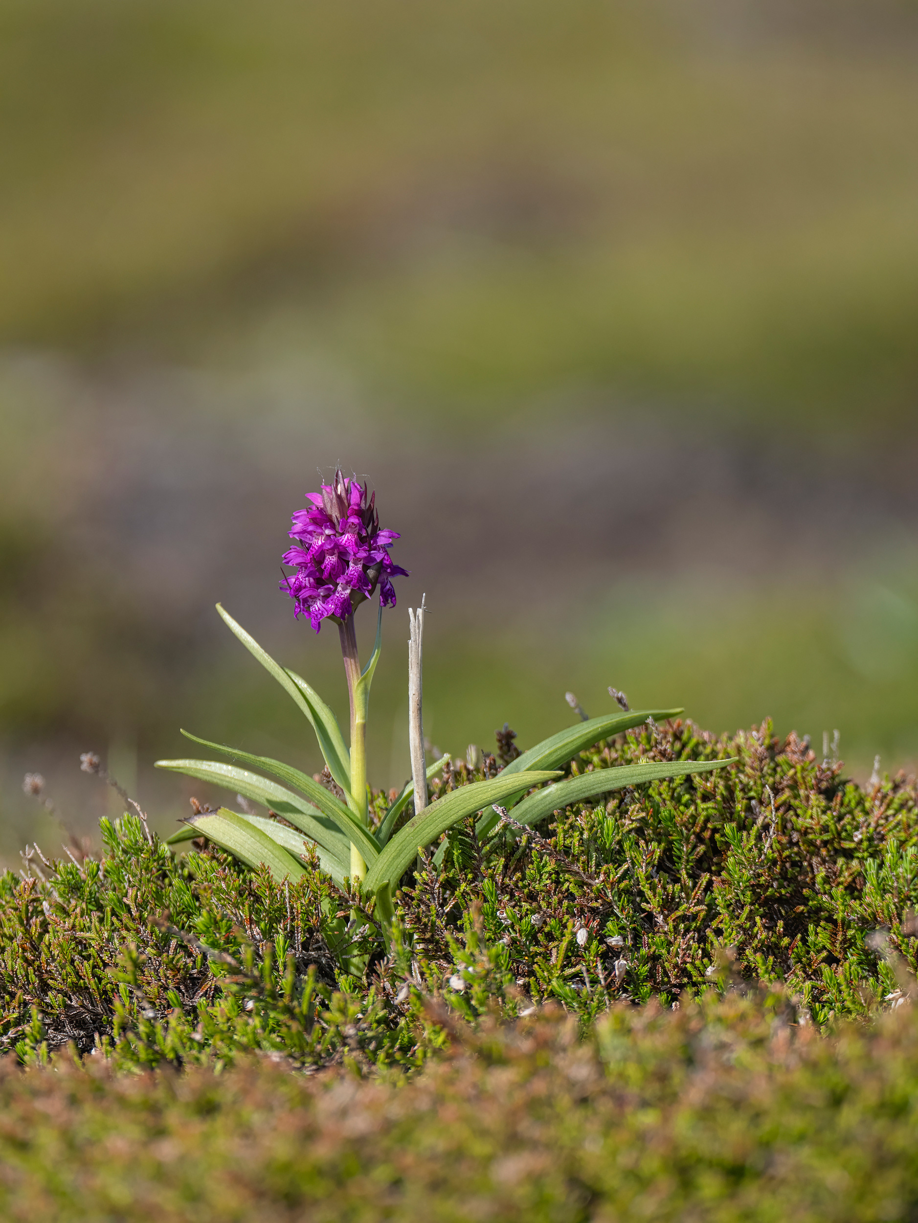 Early marsh orchid