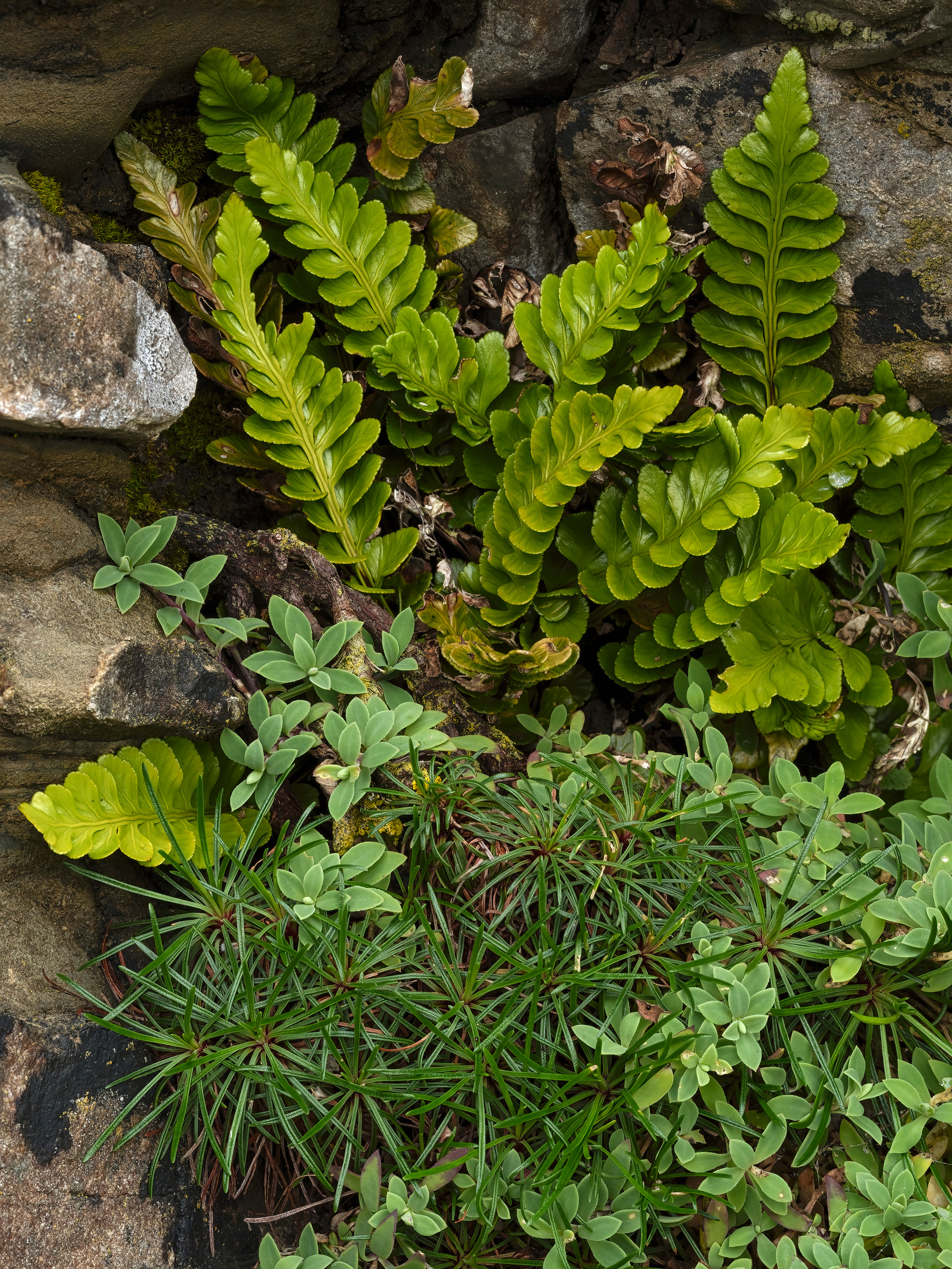 Sea spleenwort, thrift, sea campion