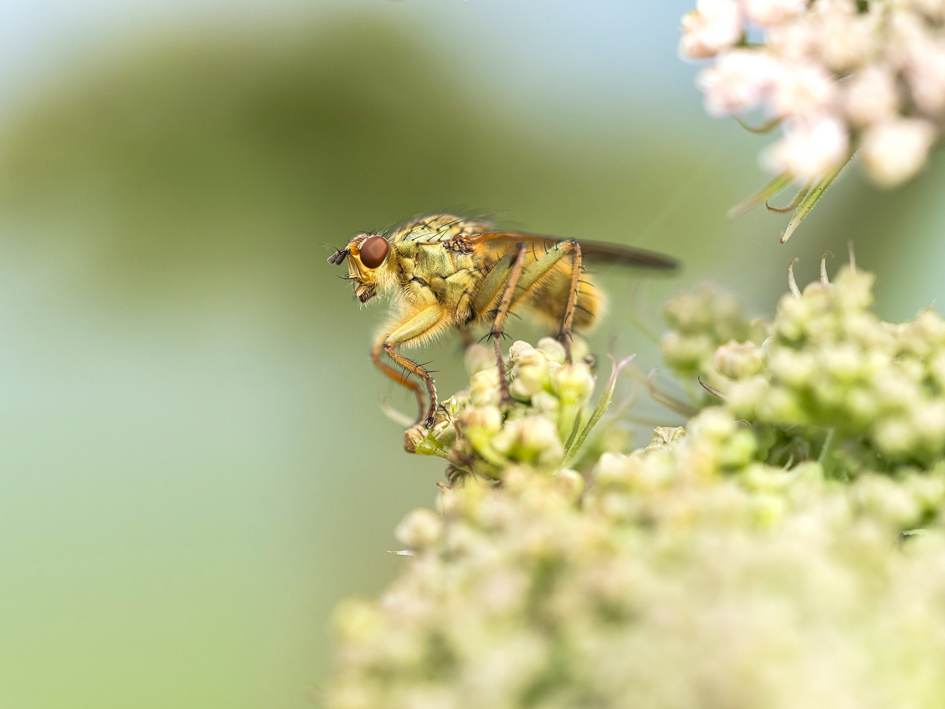 Yellow dung fly