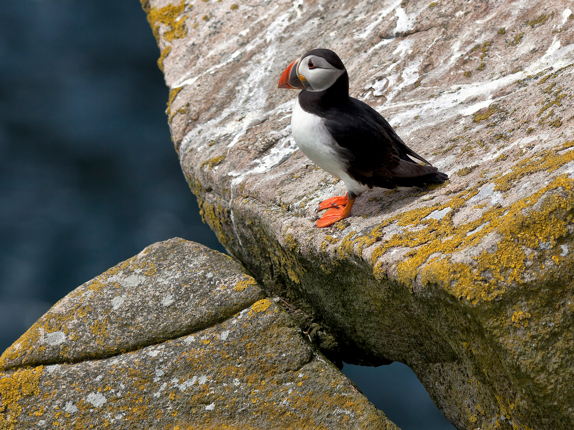 Puffin