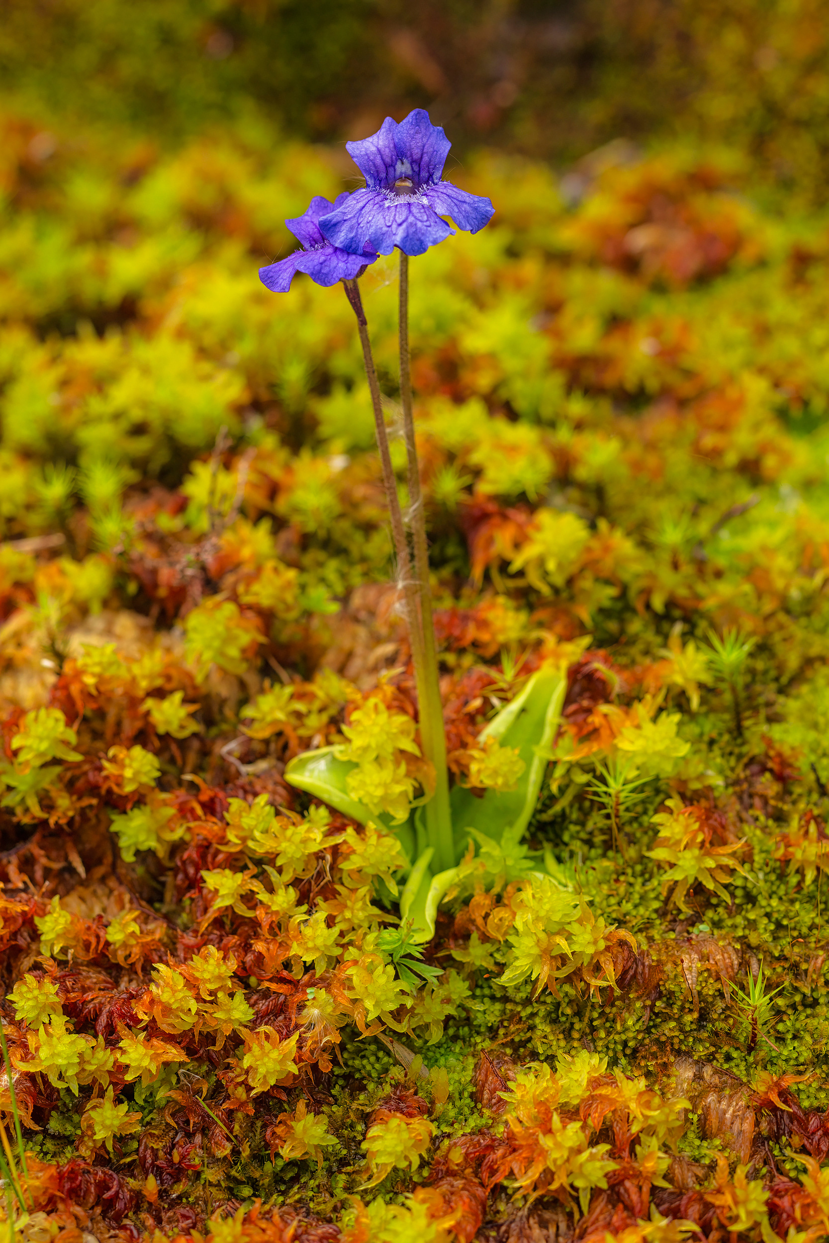Large Flowered Butterwort