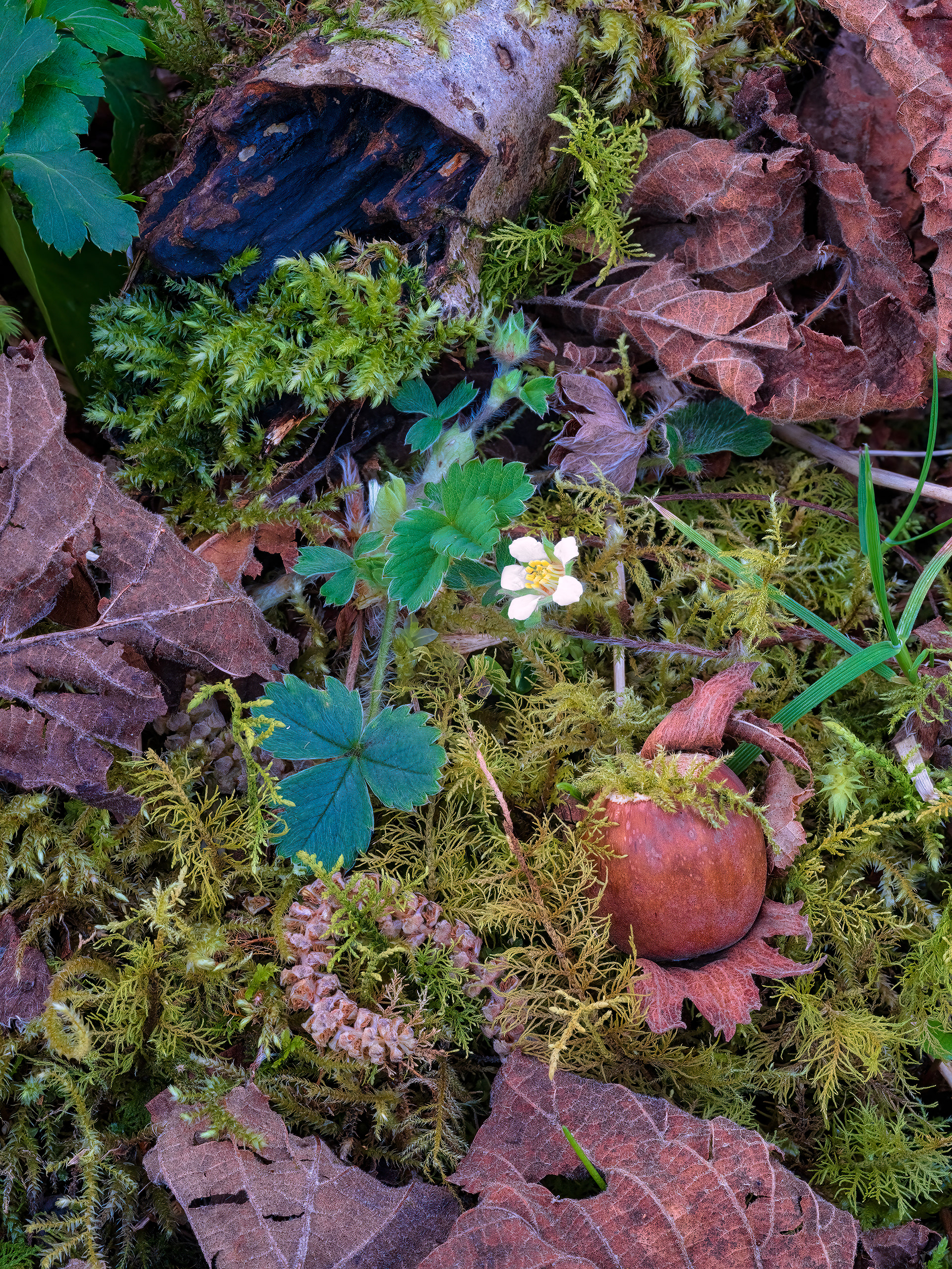 Barren strawberry