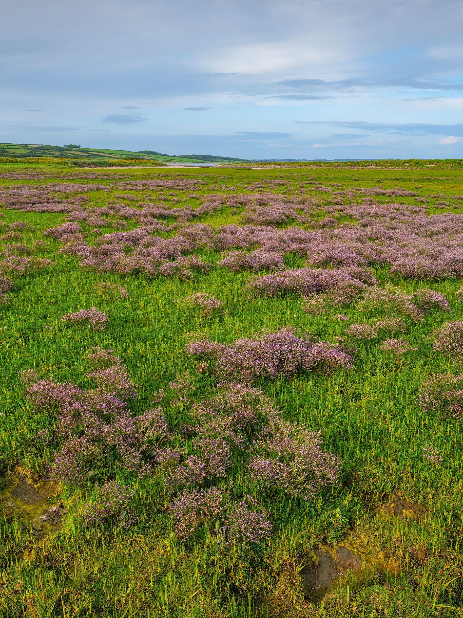 Sea lavender, Querrin