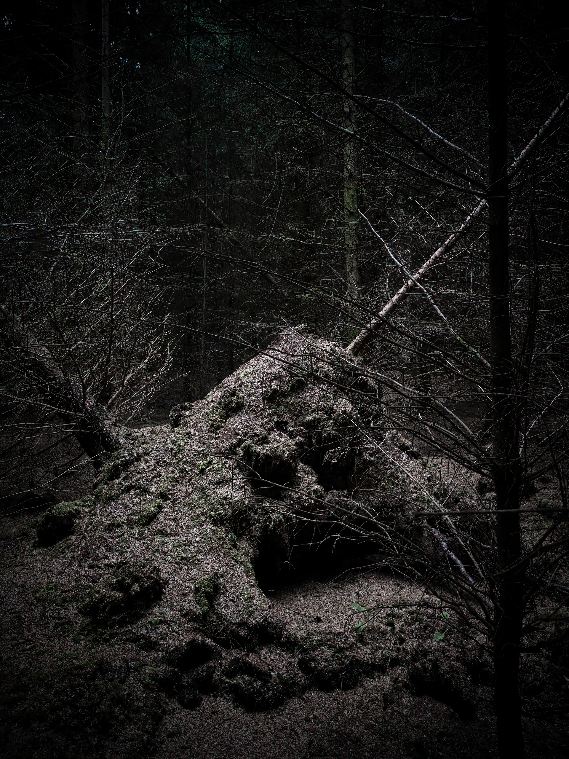 Sitka spruce forest