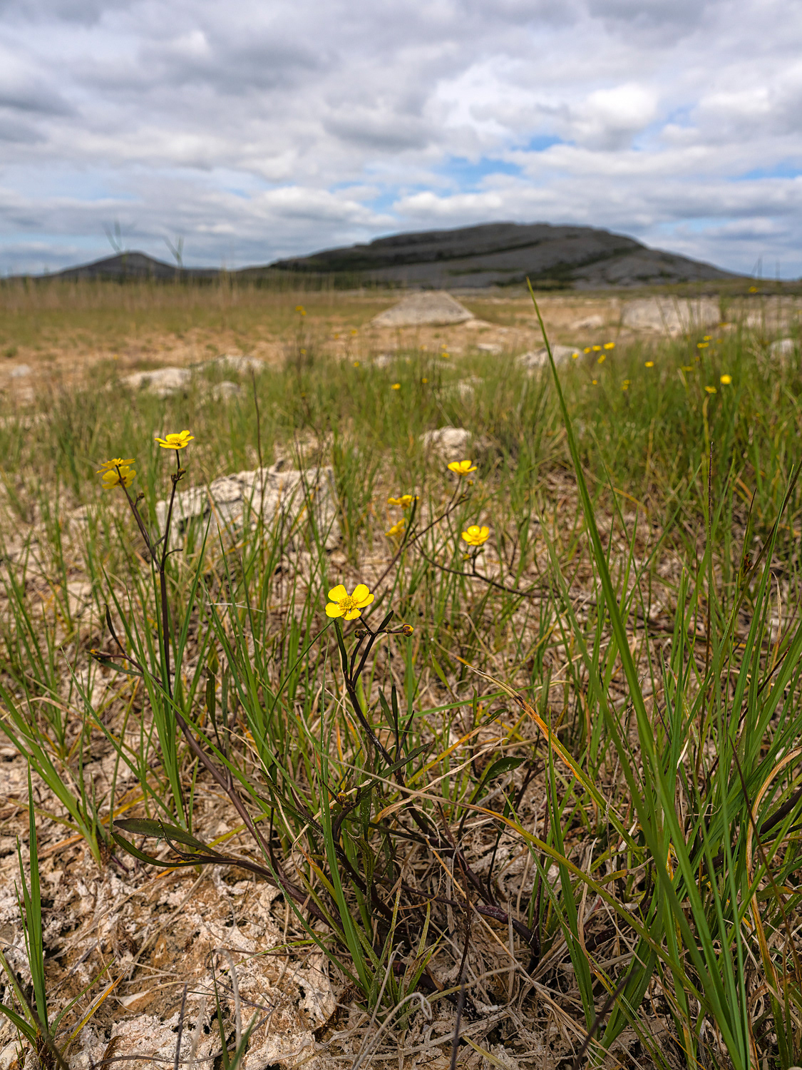Lesser Spearwort
