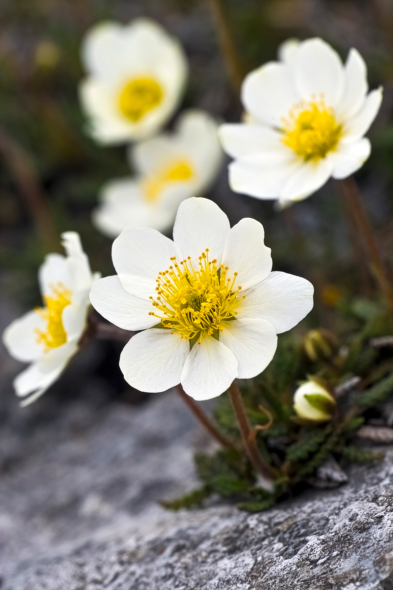 Mountain avens