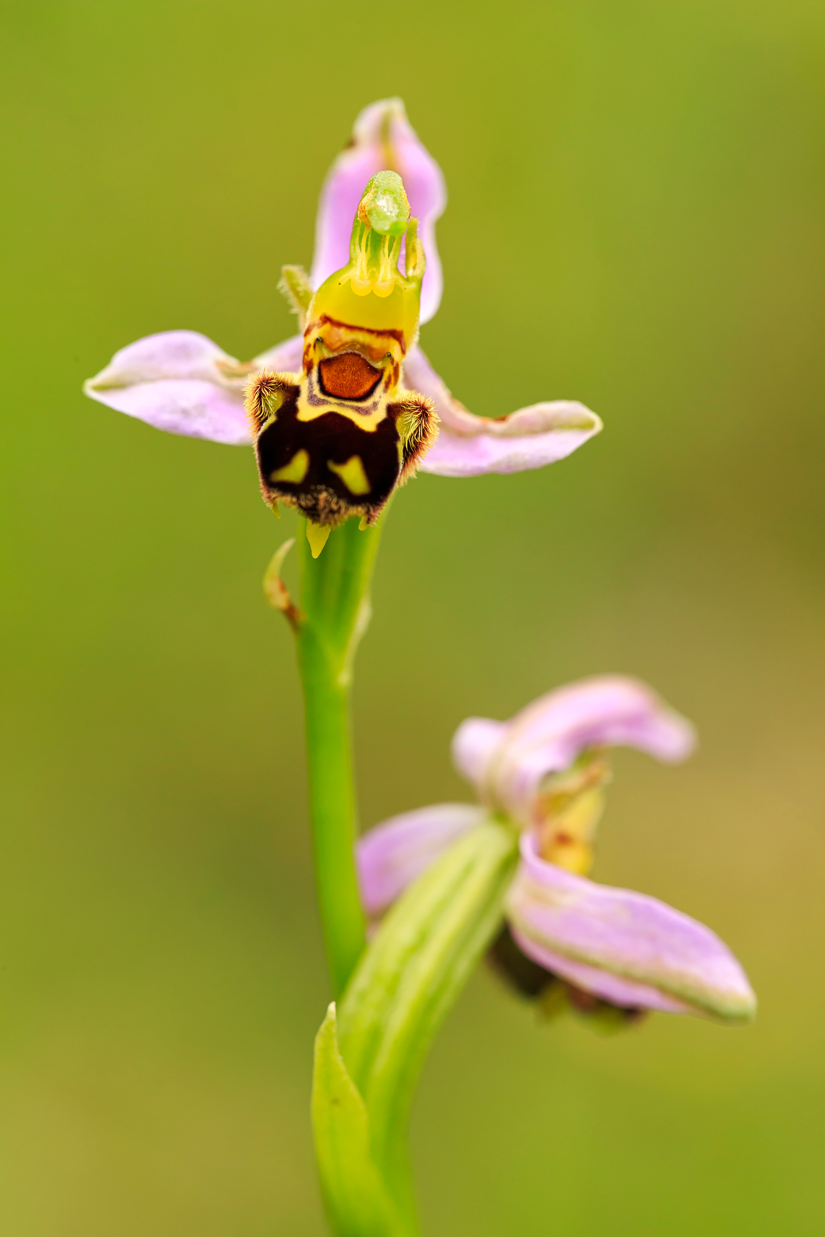 Bee orchid