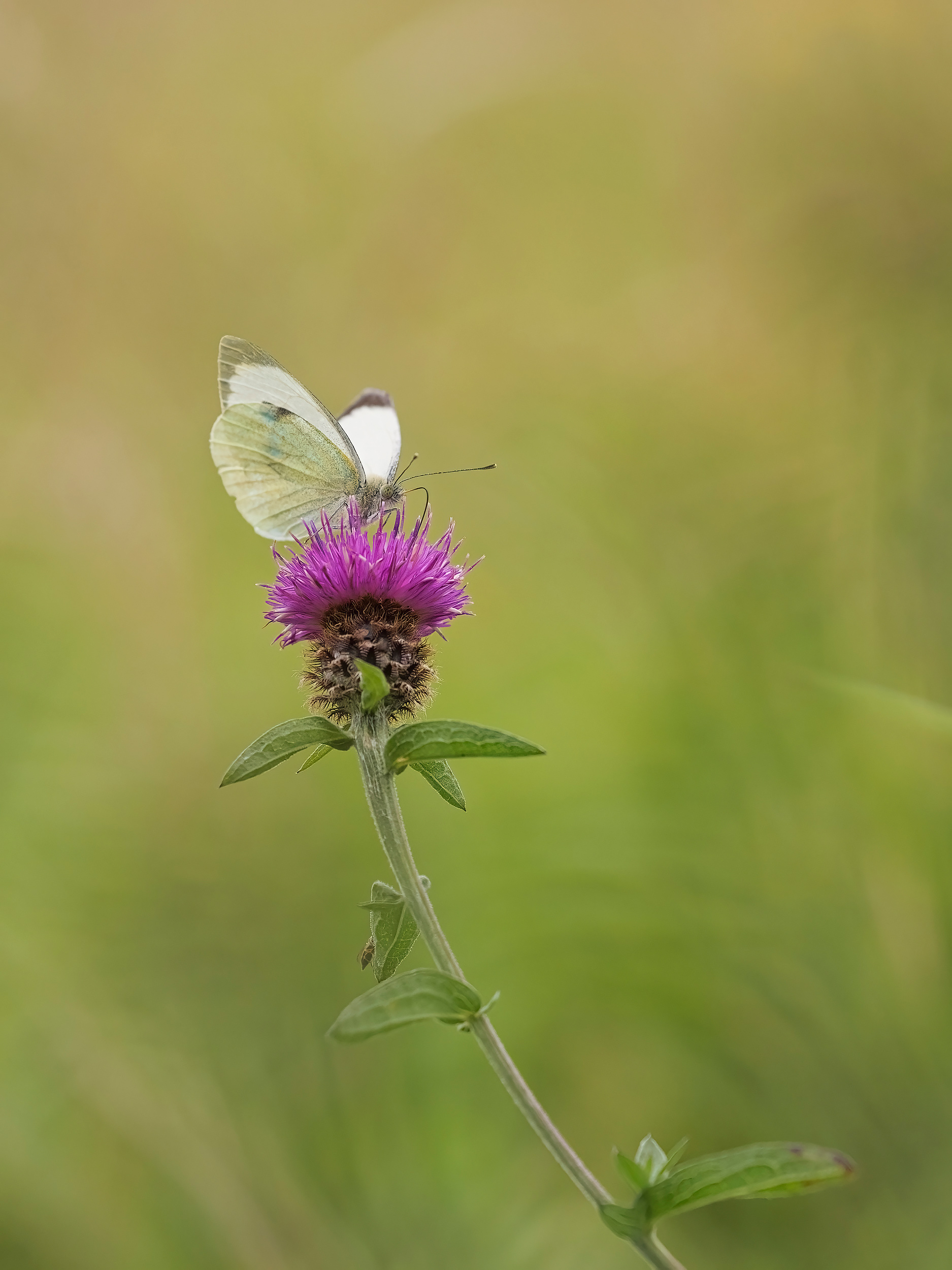 Large white butterfly I