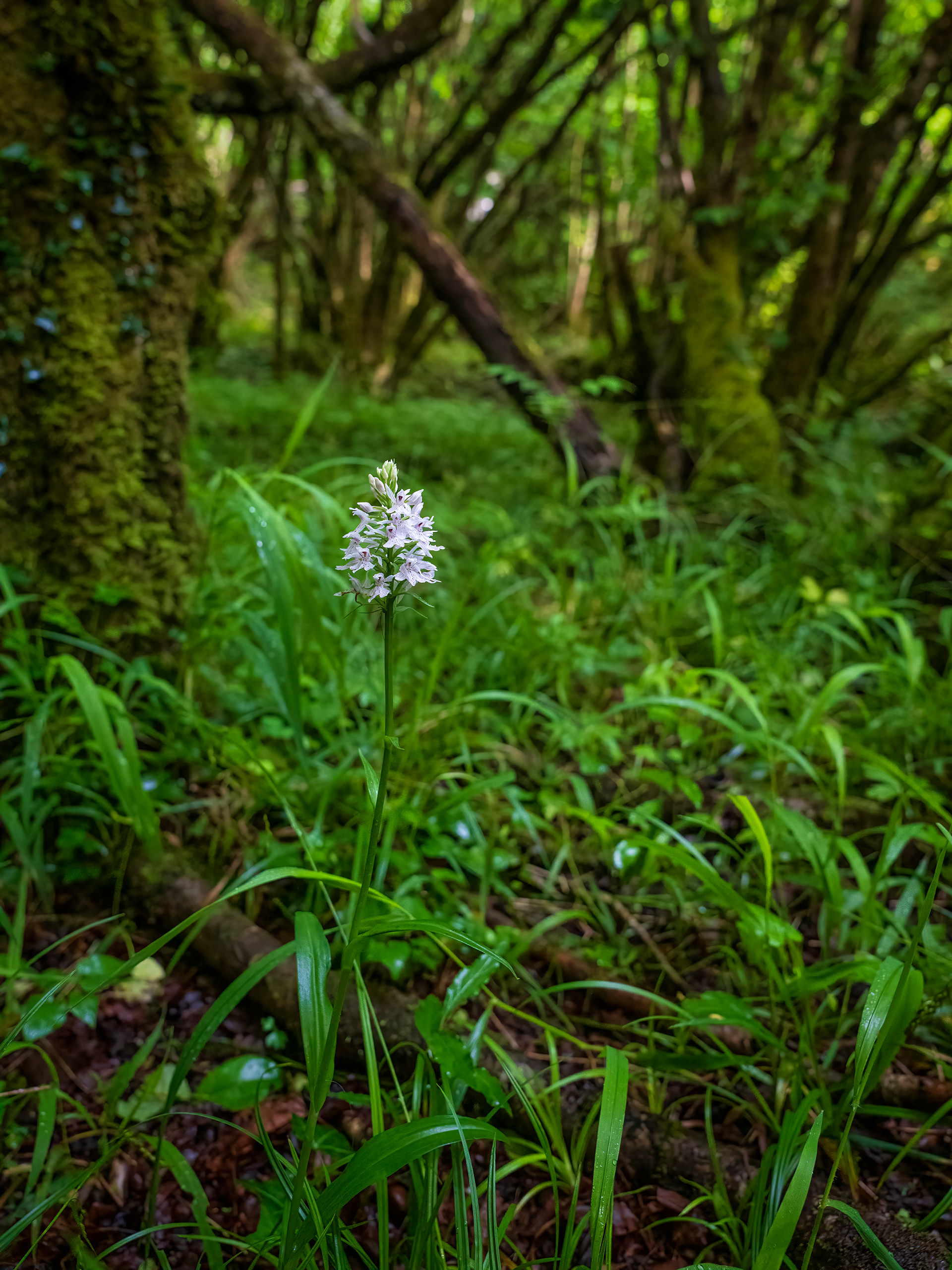 Common spotted orchid