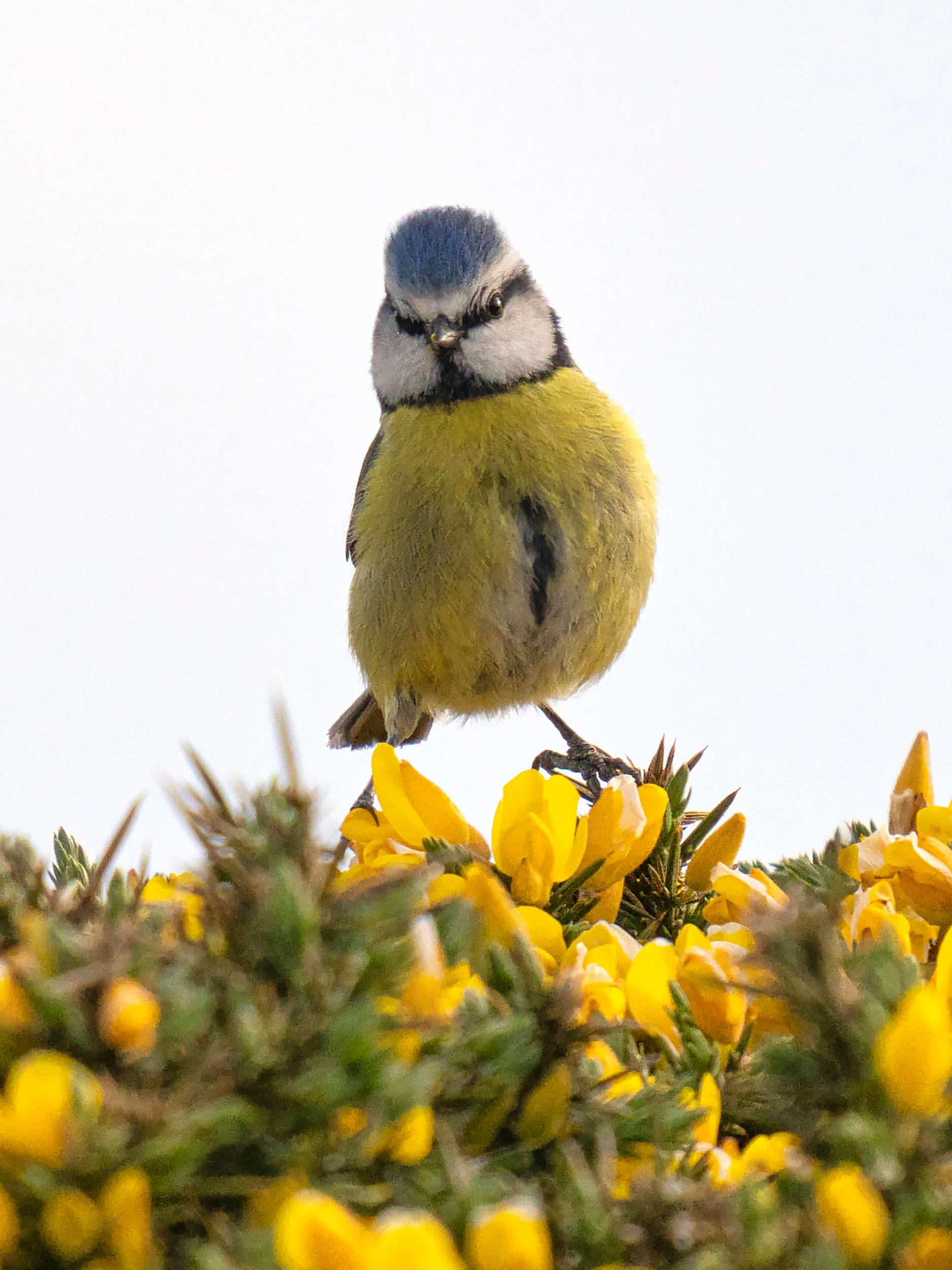 Blue tit