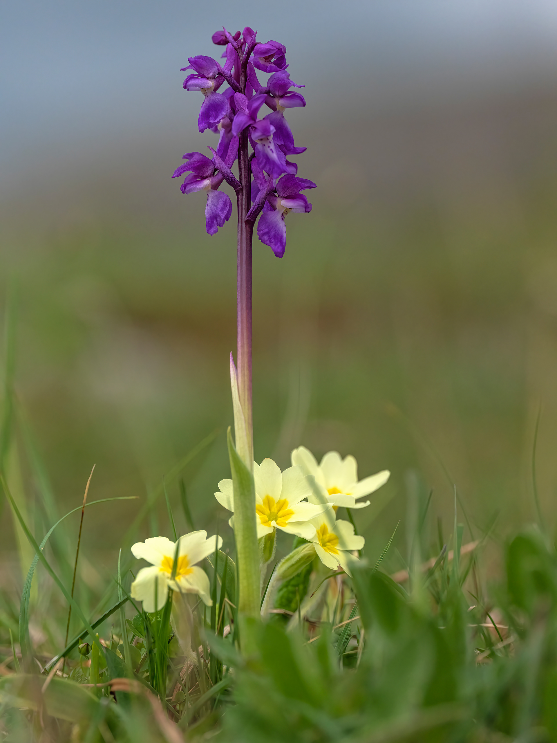 Early purple orchid & primrose