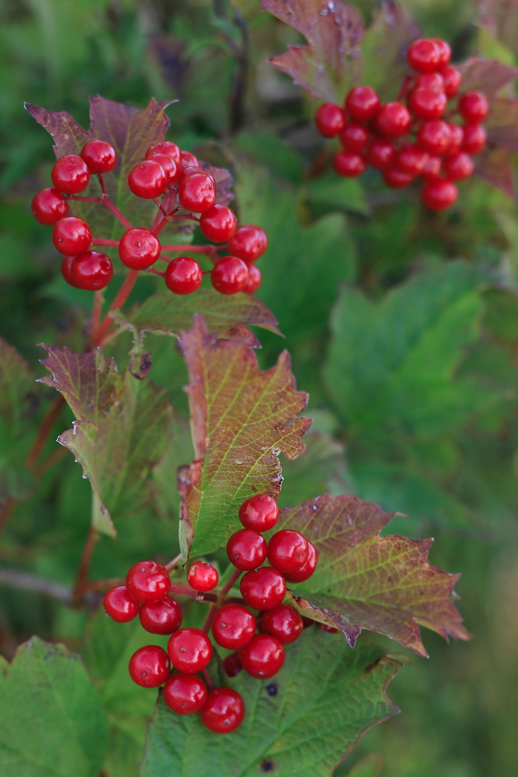 Guelder rose