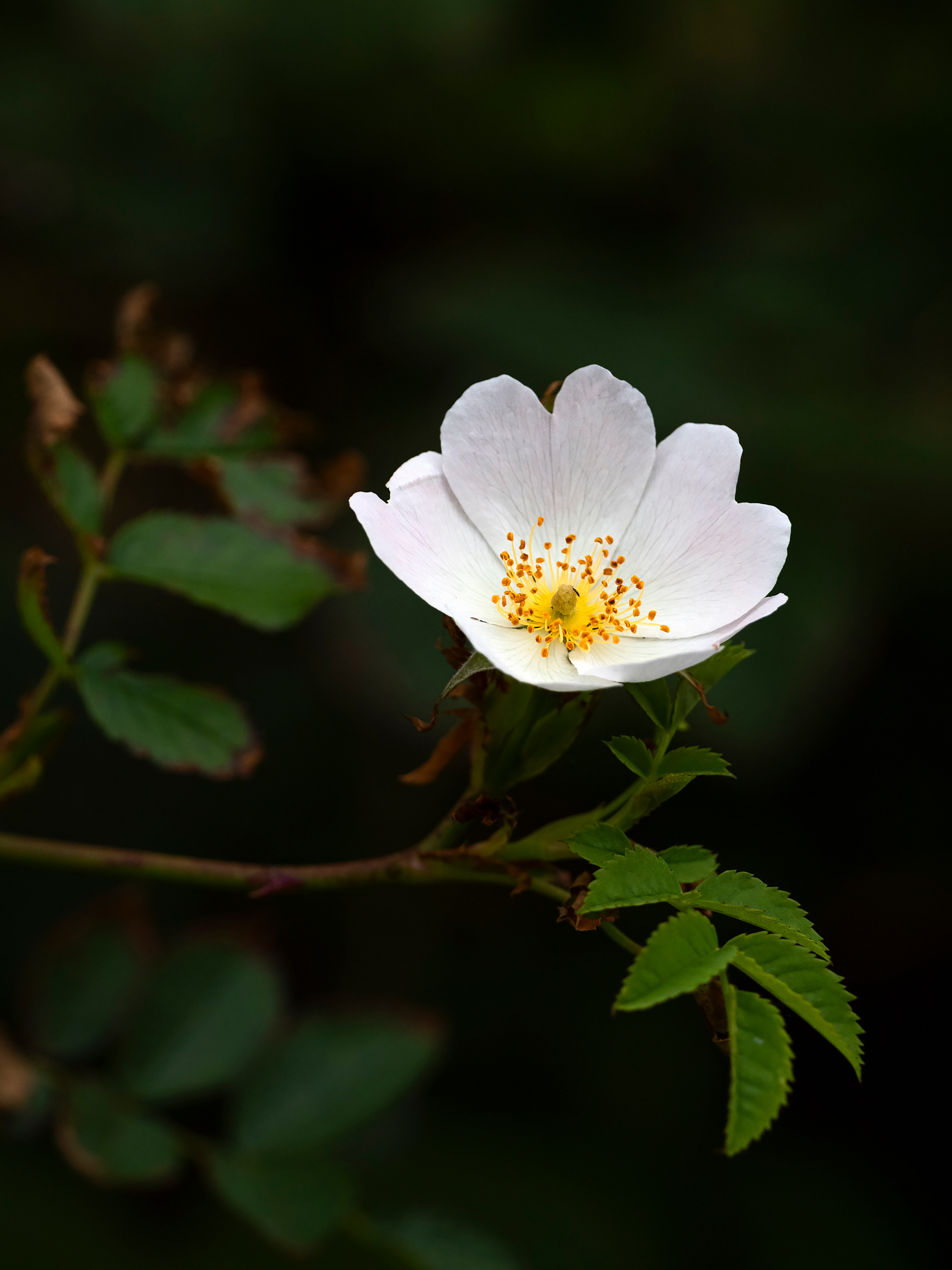 Dog rose
