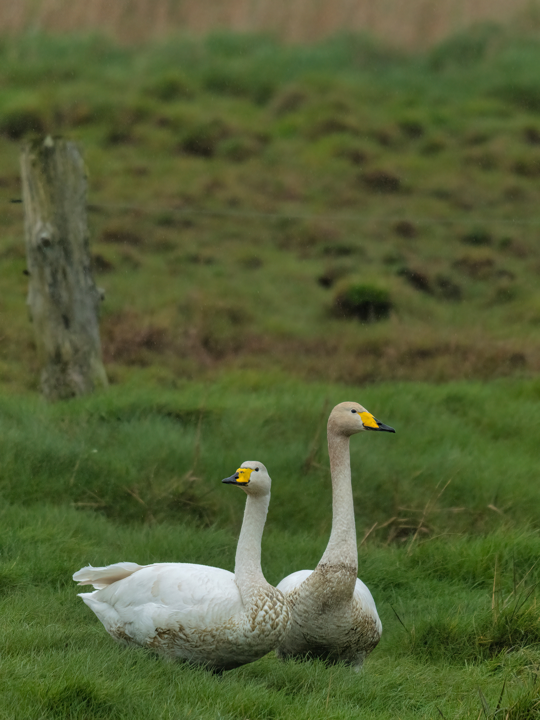 Whooper swans