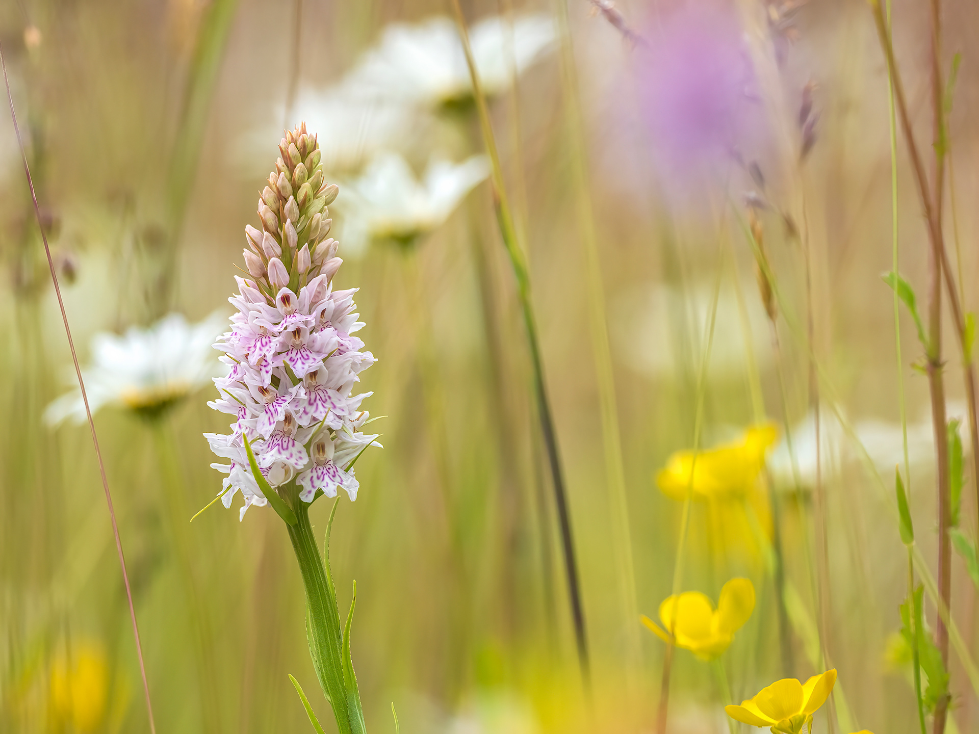 Common spotted orchid